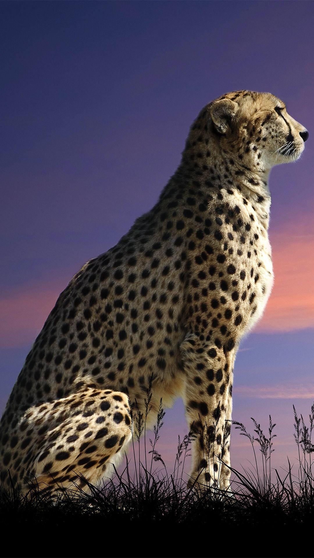 Hình nền đẹp 1080x1920 Cheetah iPhone 6S Plus