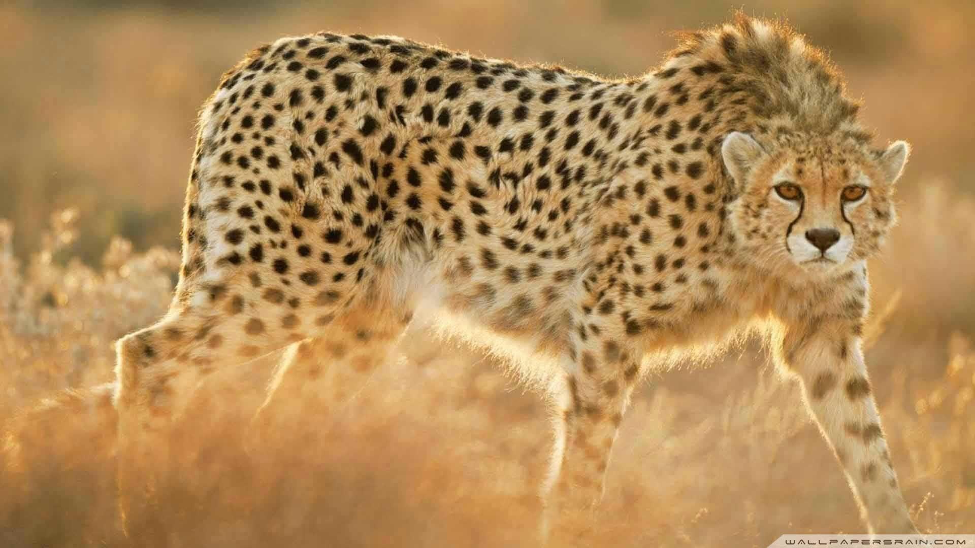 Cheetah Cool Wallpapers - Top Free Cheetah Cool Backgrounds