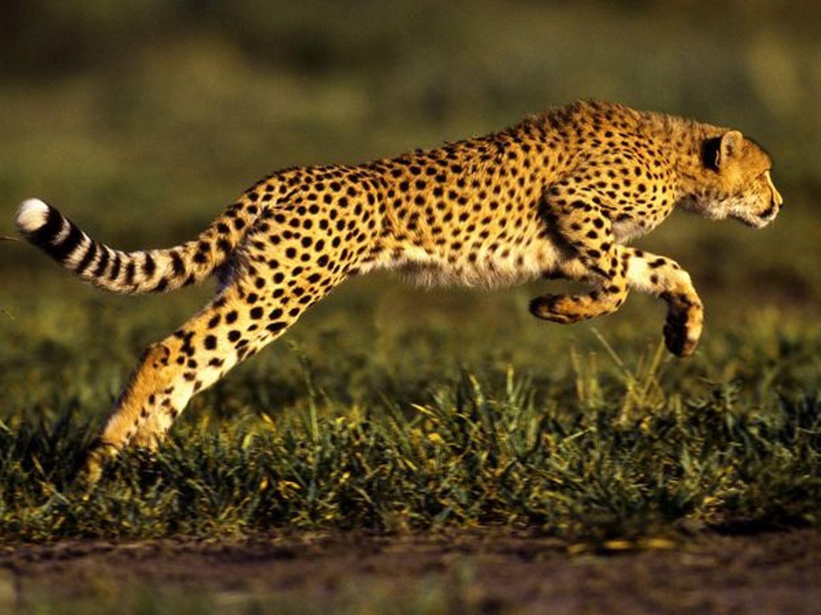 Leopards run runs fast