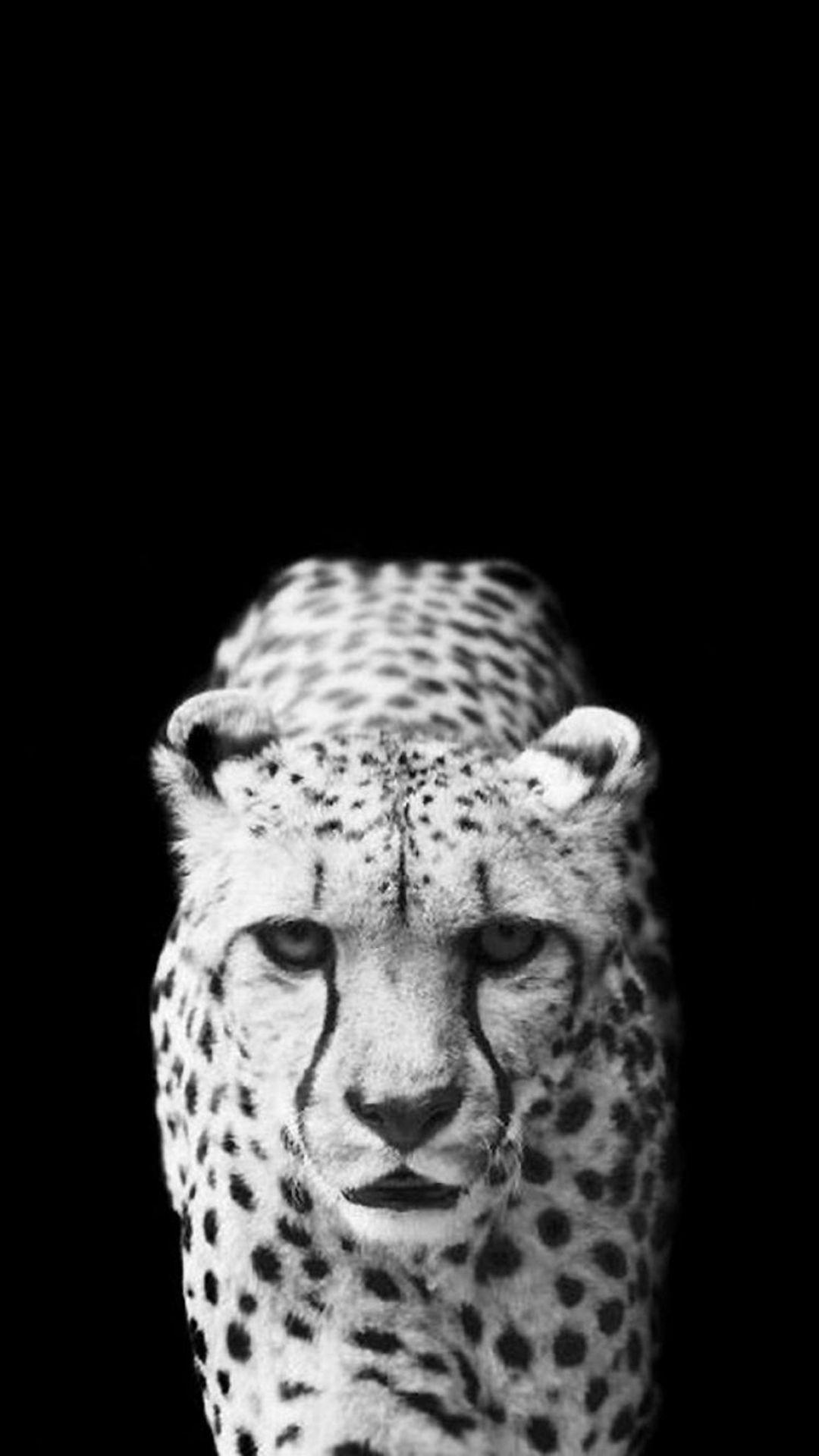 Download wallpaper 750x1334 wildlife relaxed predator sleep cheetah  iphone 7 iphone 8 750x1334 hd background 6825