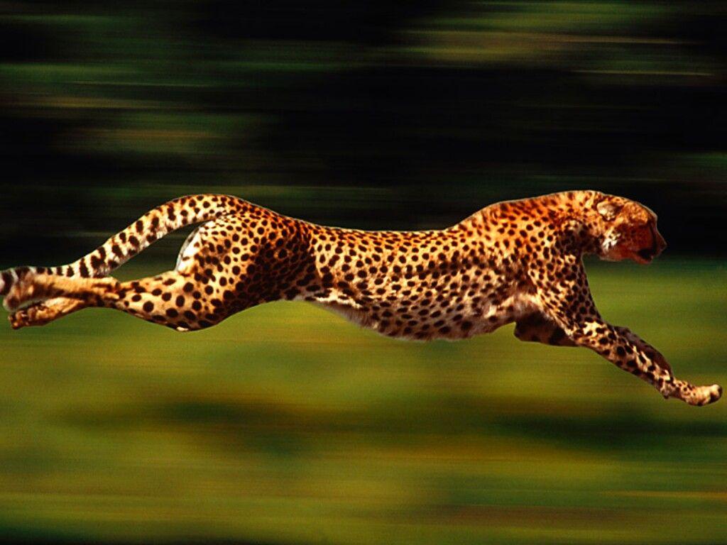 1024x768 Cheetah image Cheetahs HD wallpaper and background photo