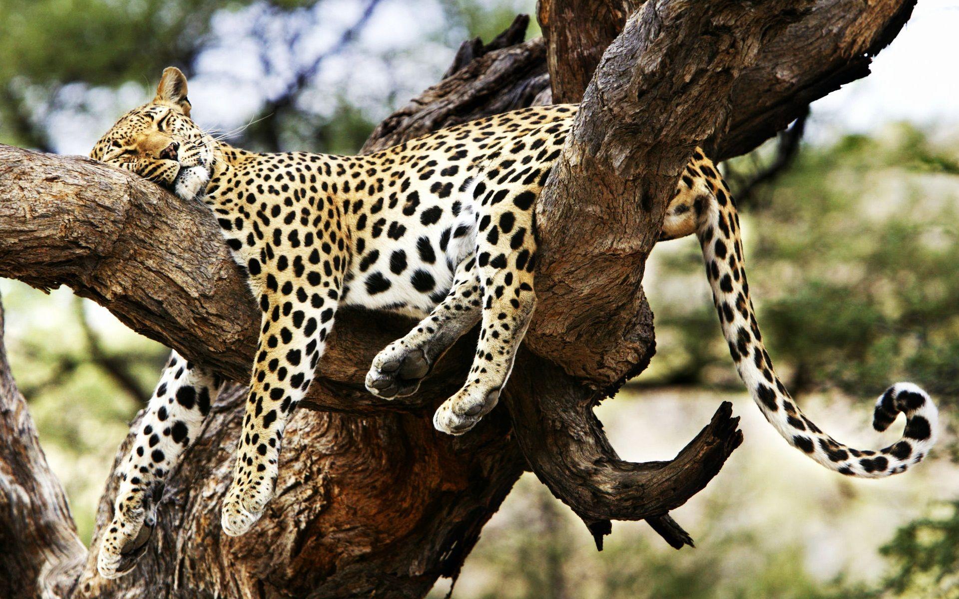 1920x1200 Africa Cheetah Wallpaper 24463. Best Free Desktop HD Wallpaper