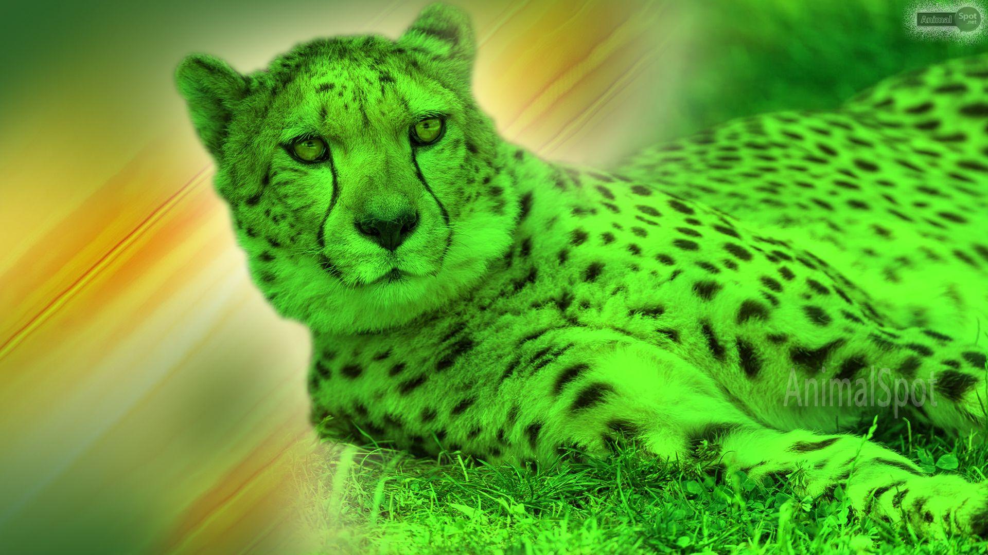 Cheetah Cool Wallpapers - Top Free Cheetah Cool Backgrounds