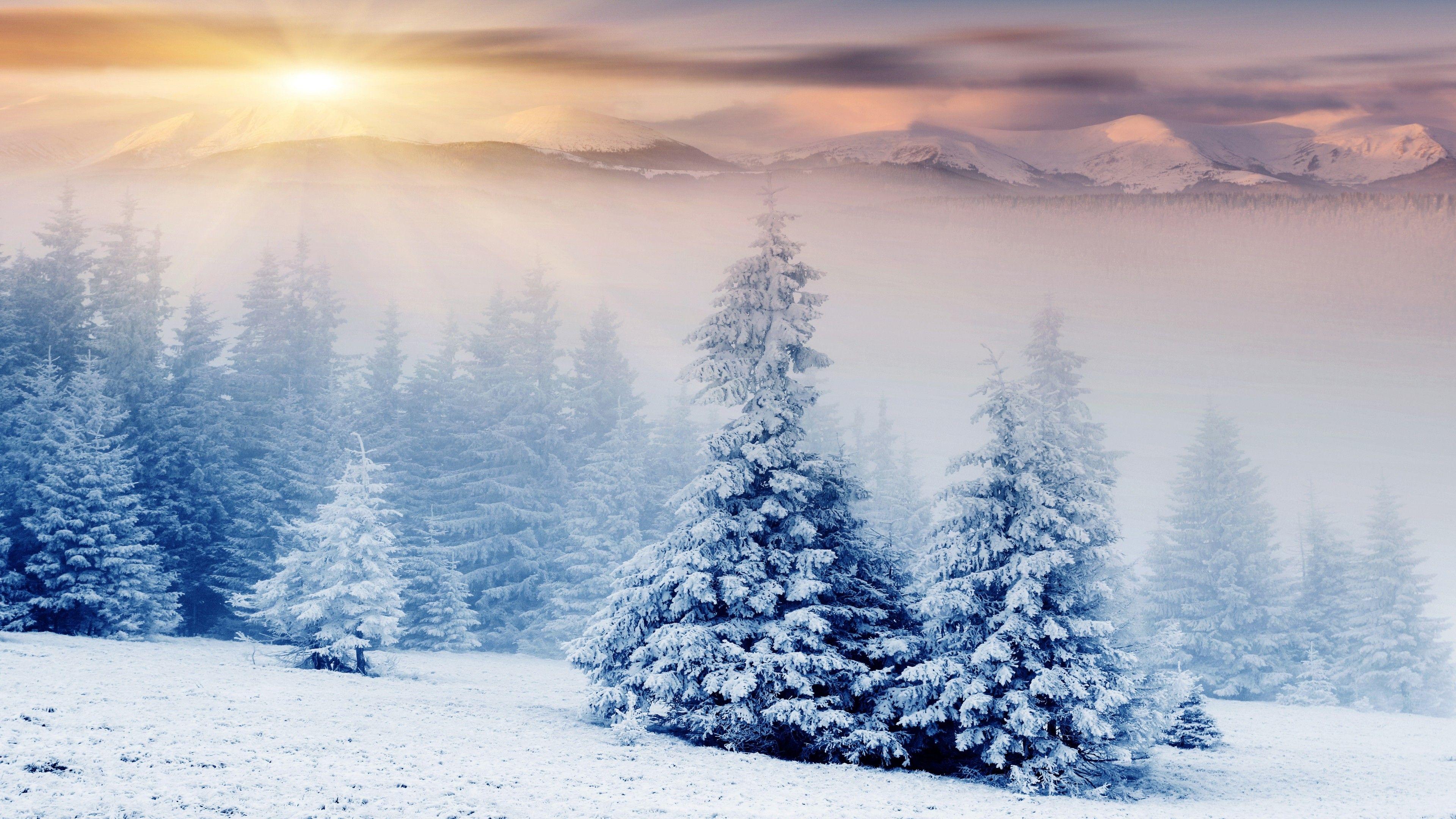 Snow covered Winter Trees Wallpapers  HD Wallpapers  ID 29988