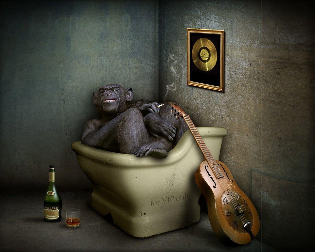 1280x1024 Monkey Smoking Wallpaper
