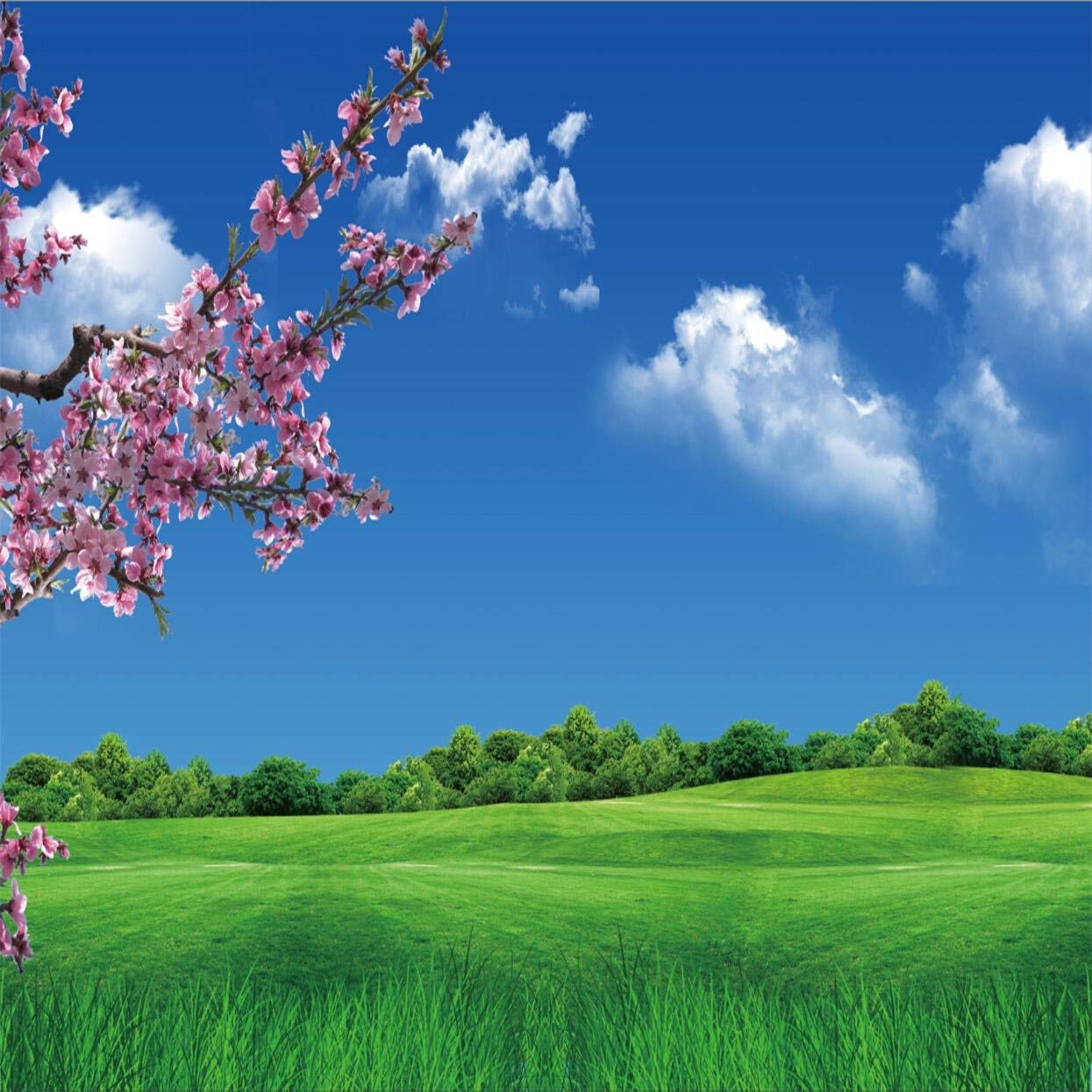 1245x1245 10x10ft Spring Scenic Photography Backdrop Branch Blossom Flower Background Green Ground Meadow Nature Landscape Blue Sky White Cloud Photo Studio Props Kid Adult Girl Portrait Vinyl Wallpaper : Amazon.in: Electronics