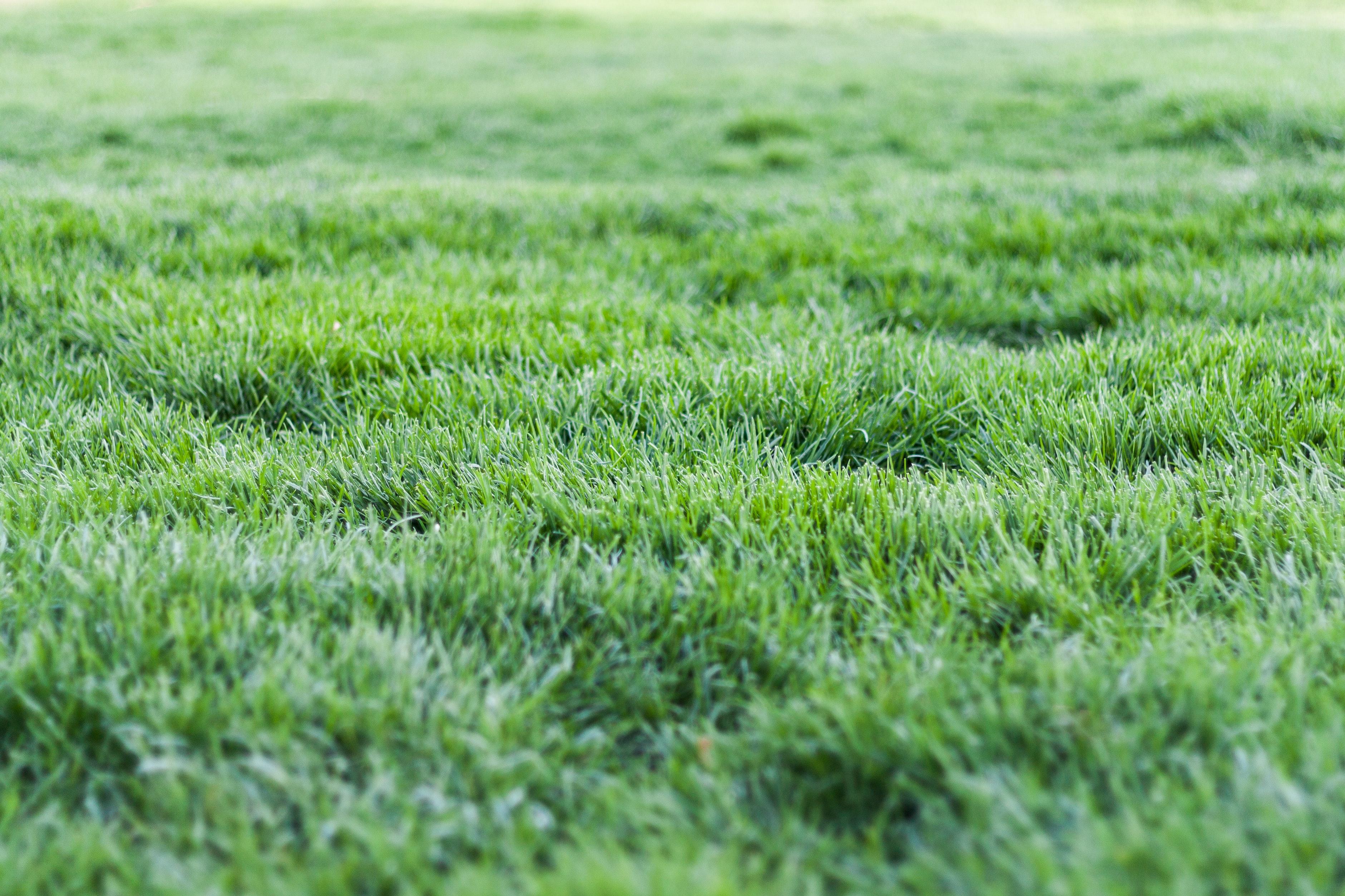 3761x2507 Photo Of Green Grass · Free