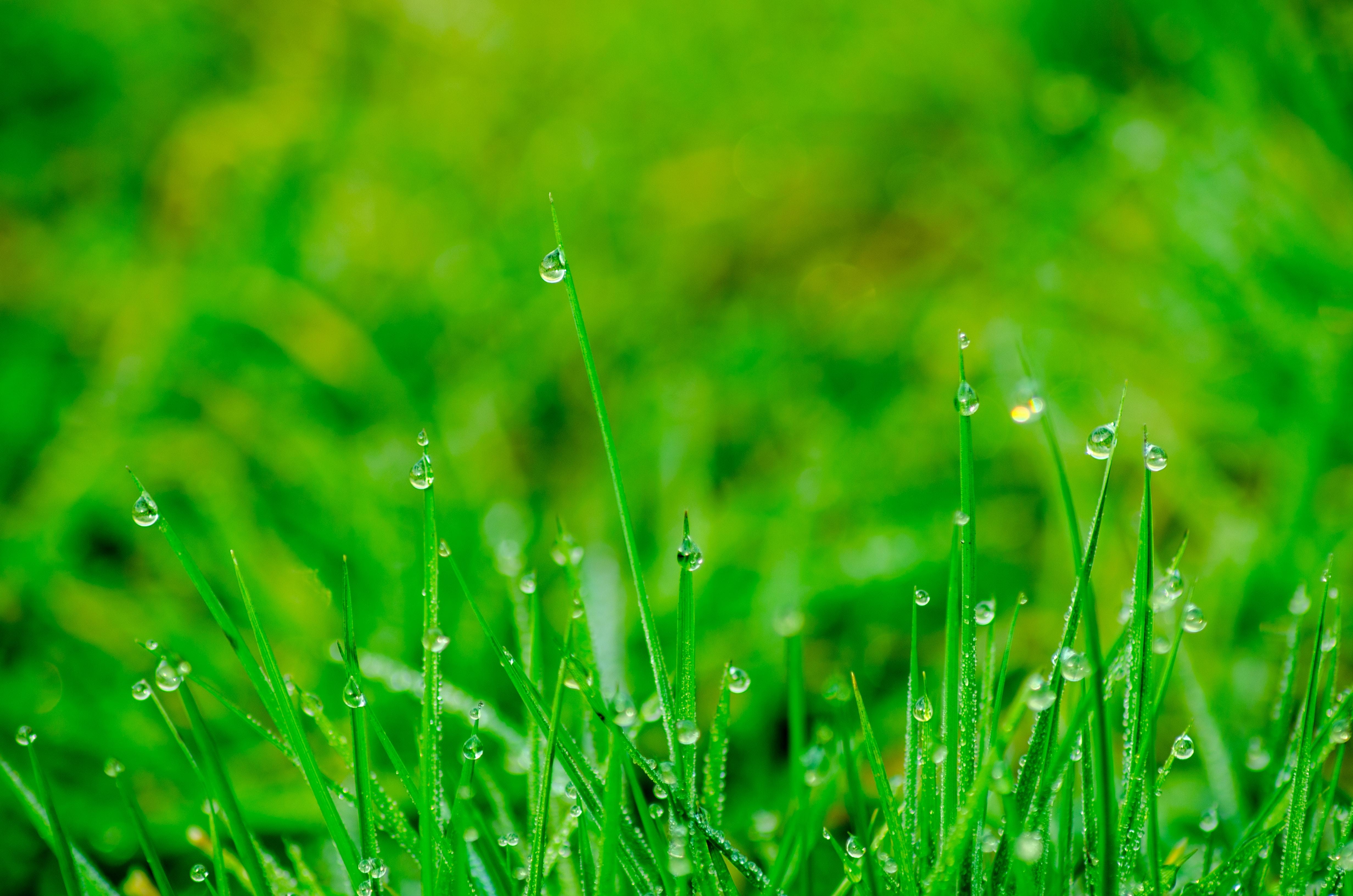 4928x3264 Grass Background Photo, Download The BEST Free Grass Background & HD Image