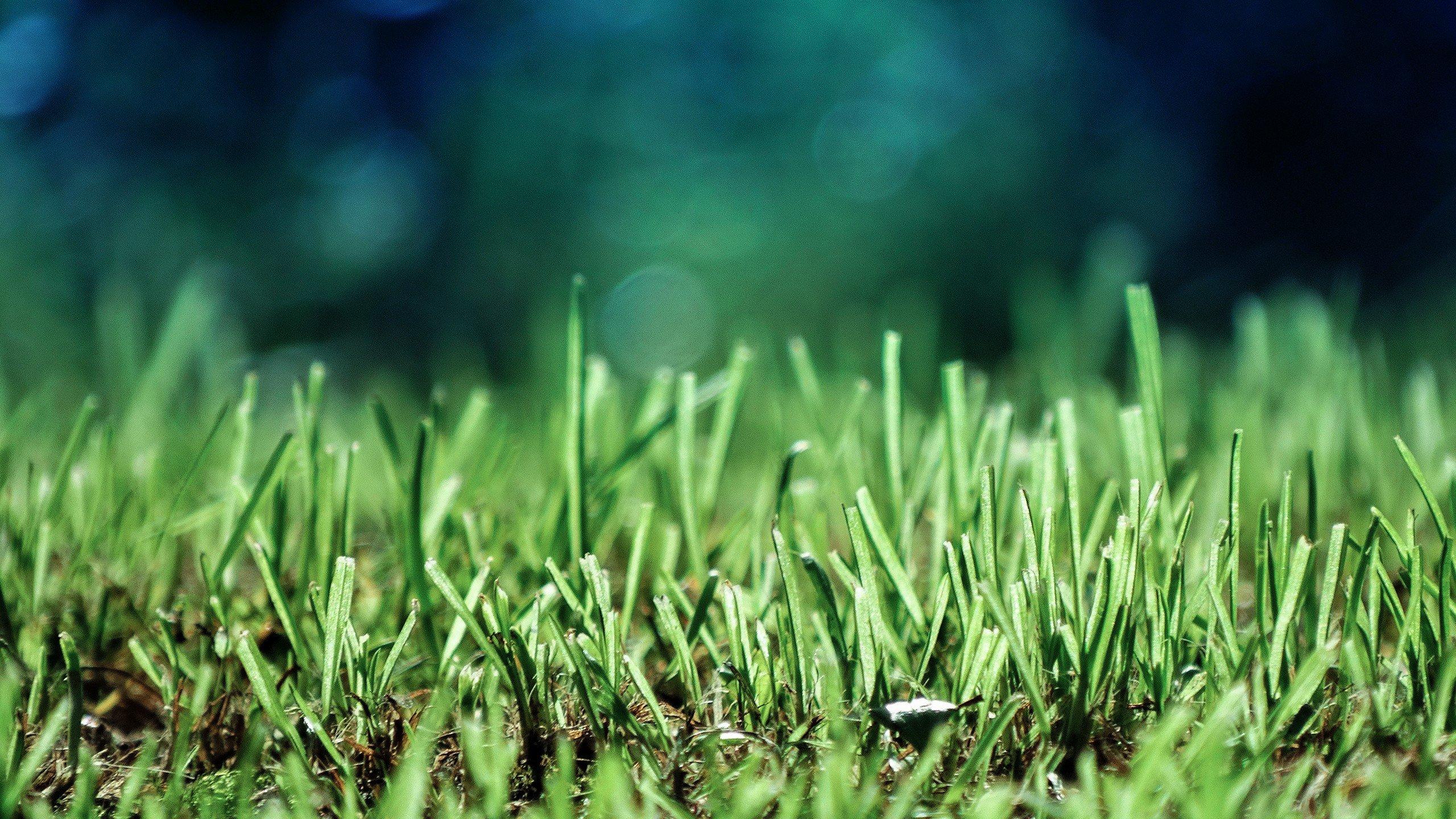 2560x1440 green, Ground HD Wallpaper / Desktop and Mobile Image & Photo