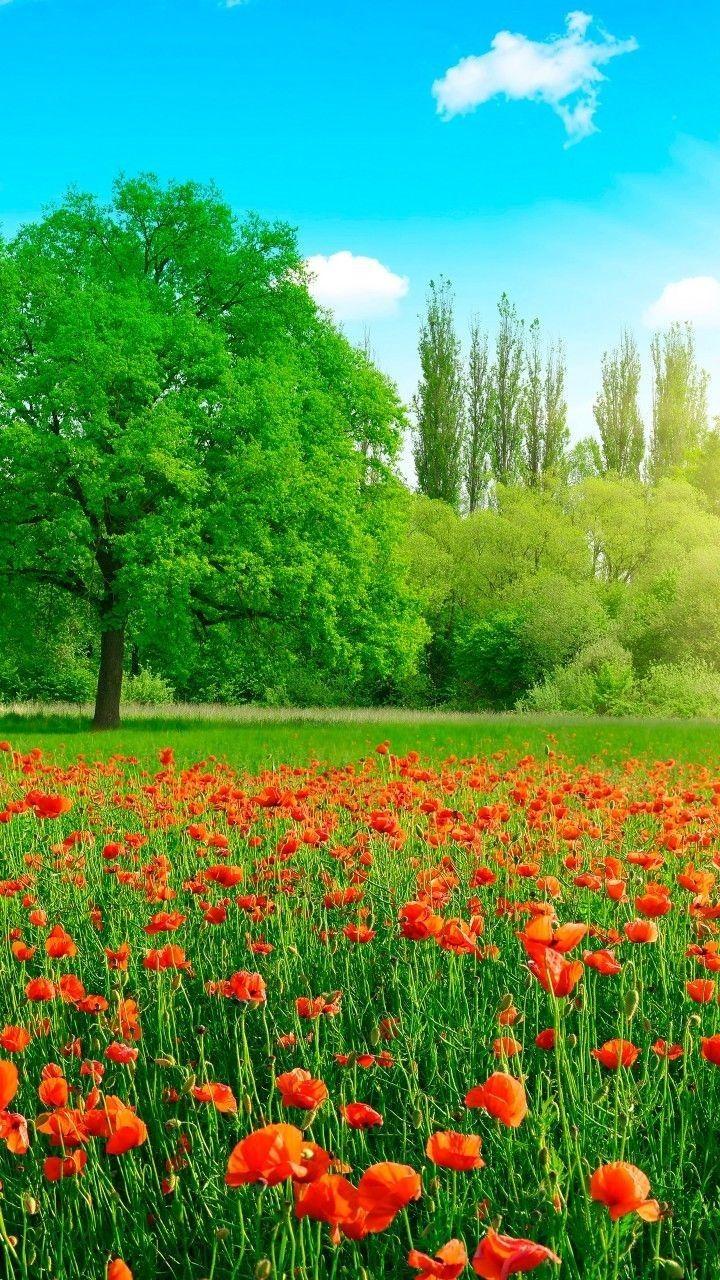 720x1280 Nature beautiful wallpaper, Green globe picture, #so beautiful Nature wallpaper. Beautiful nature wallpaper, Beautiful nature, Beautiful scenery photography