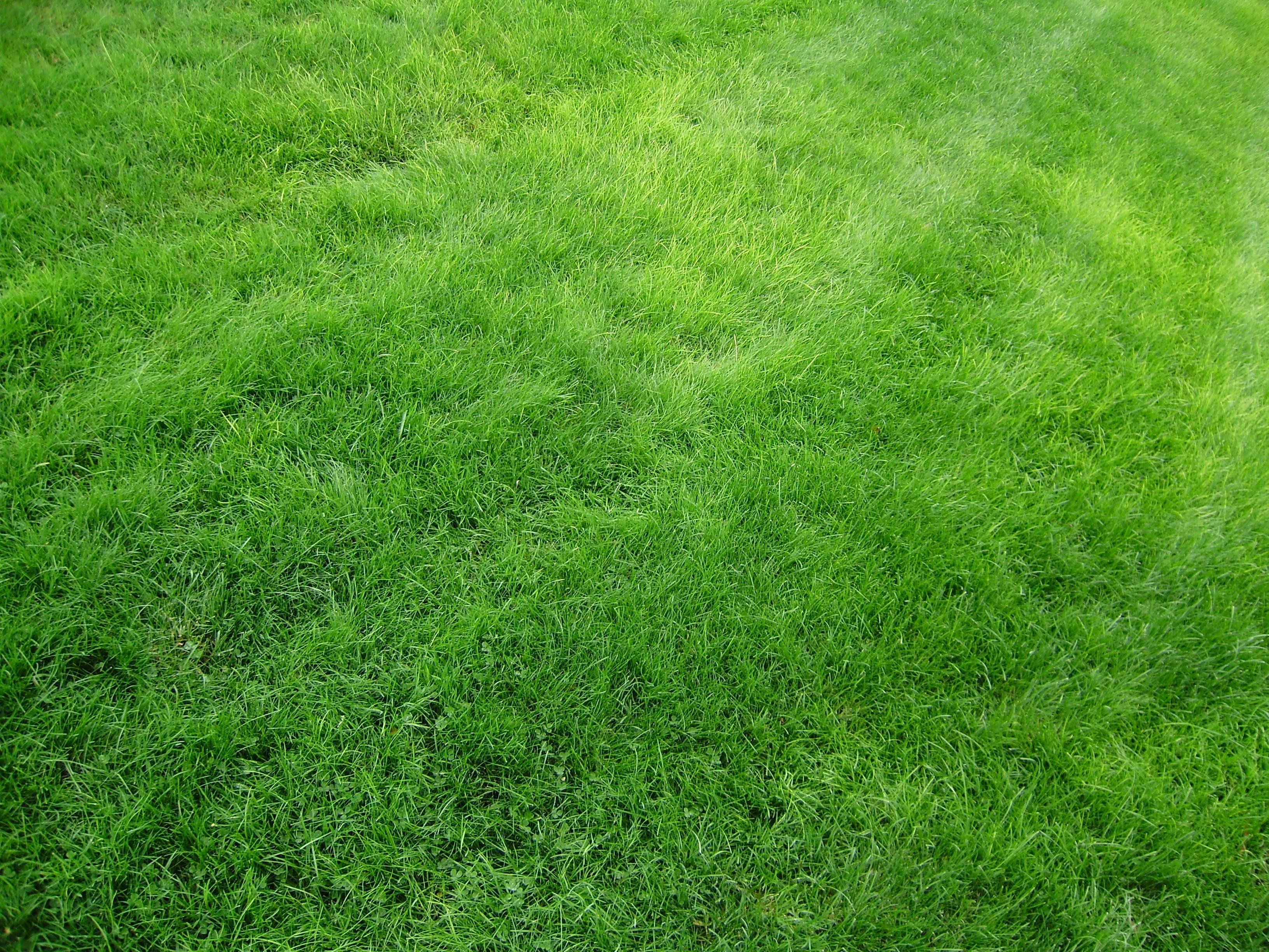 3264x2448 Wallpaper Green Grass Field During Daytime, Background Free Image