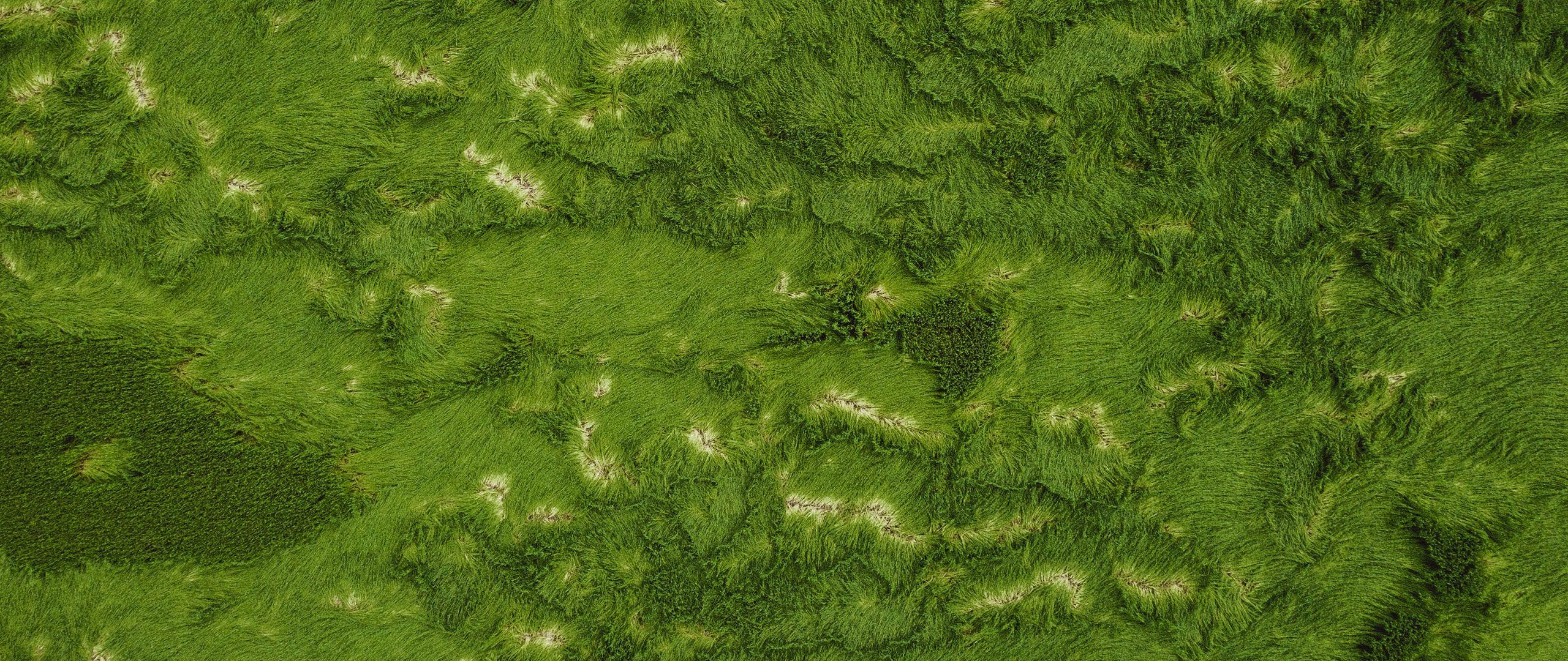 2560x1080 Download wallpaper 2560x1080 grass, greens, aerial view, ground, surface dual wide 1080p HD background