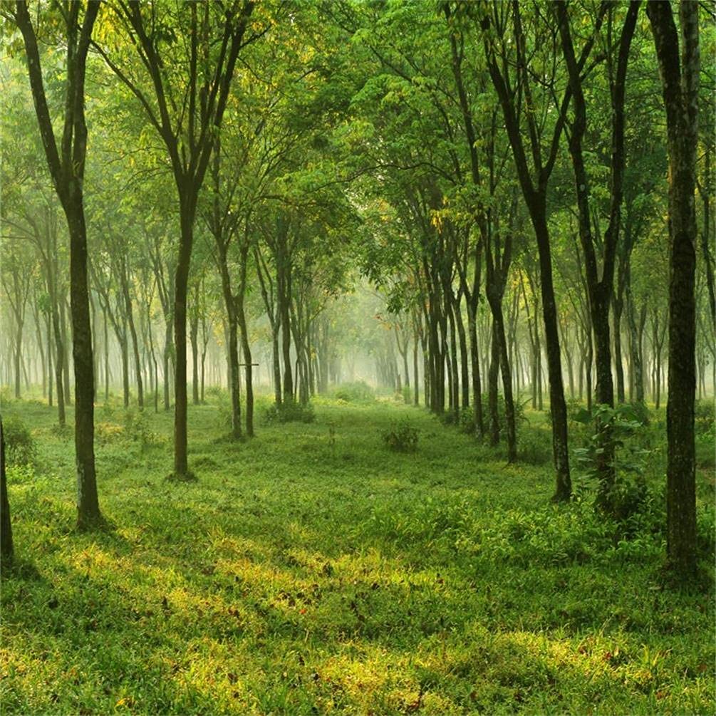 1005x1005 Amazon.com : AOFOTO 7x7ft Quiet Forest Trees Backdrop Woods Meadow Groves Grass Ground Photography Background Outdoor Summer Natural Scenery Photo Studio Props Girl Boy Children Artistic Portrait Vinyl Wallpaper