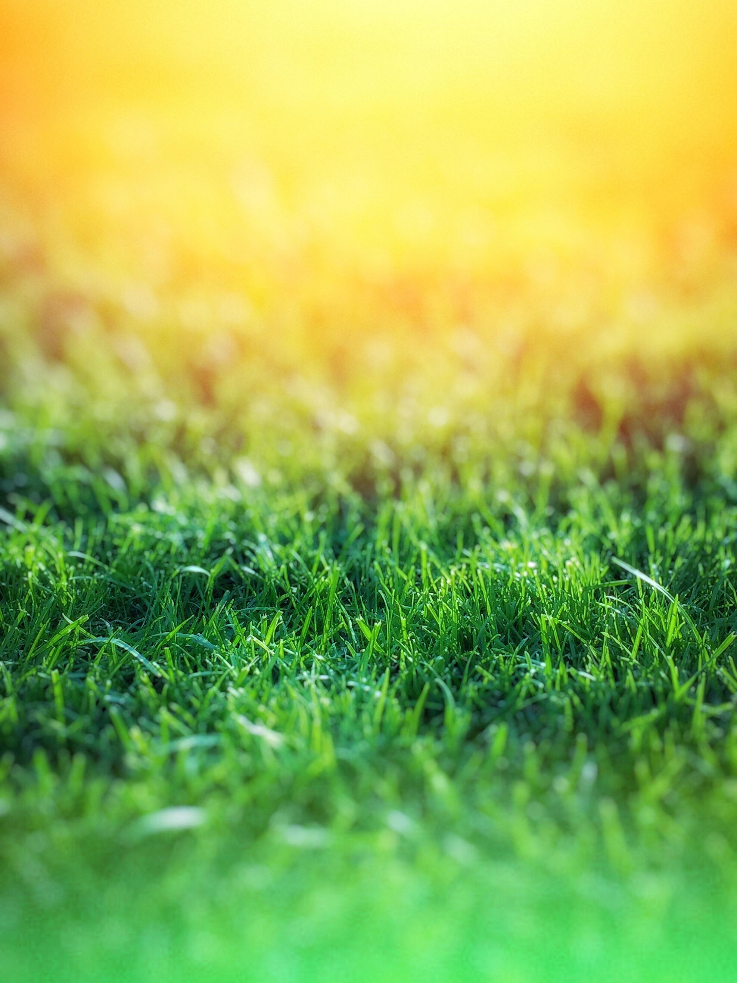 2448x3264 Grass Background Photo, Download The BEST Free Grass Background & HD Image