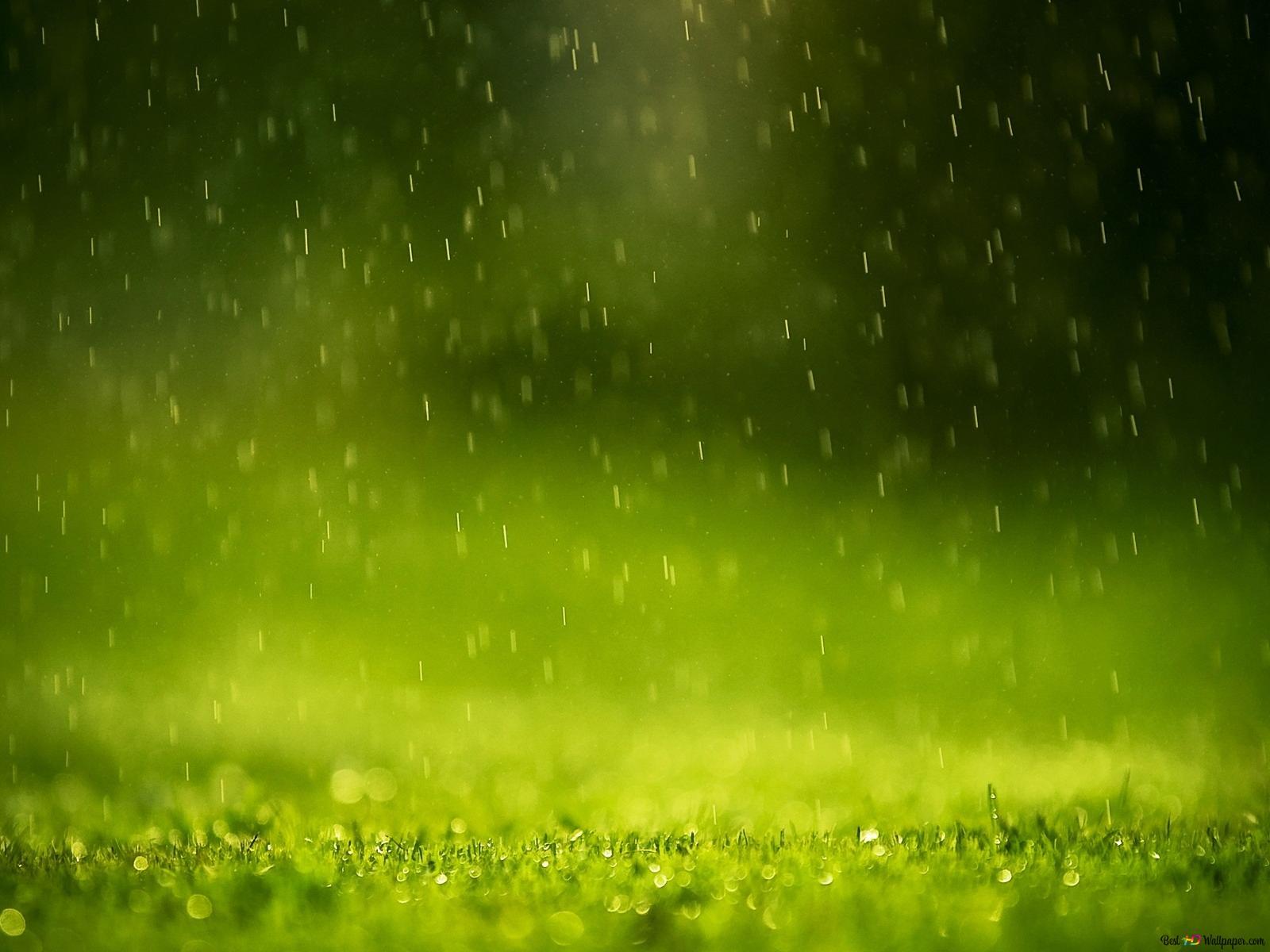 1600x1200 Rain in the grass HD wallpaper download