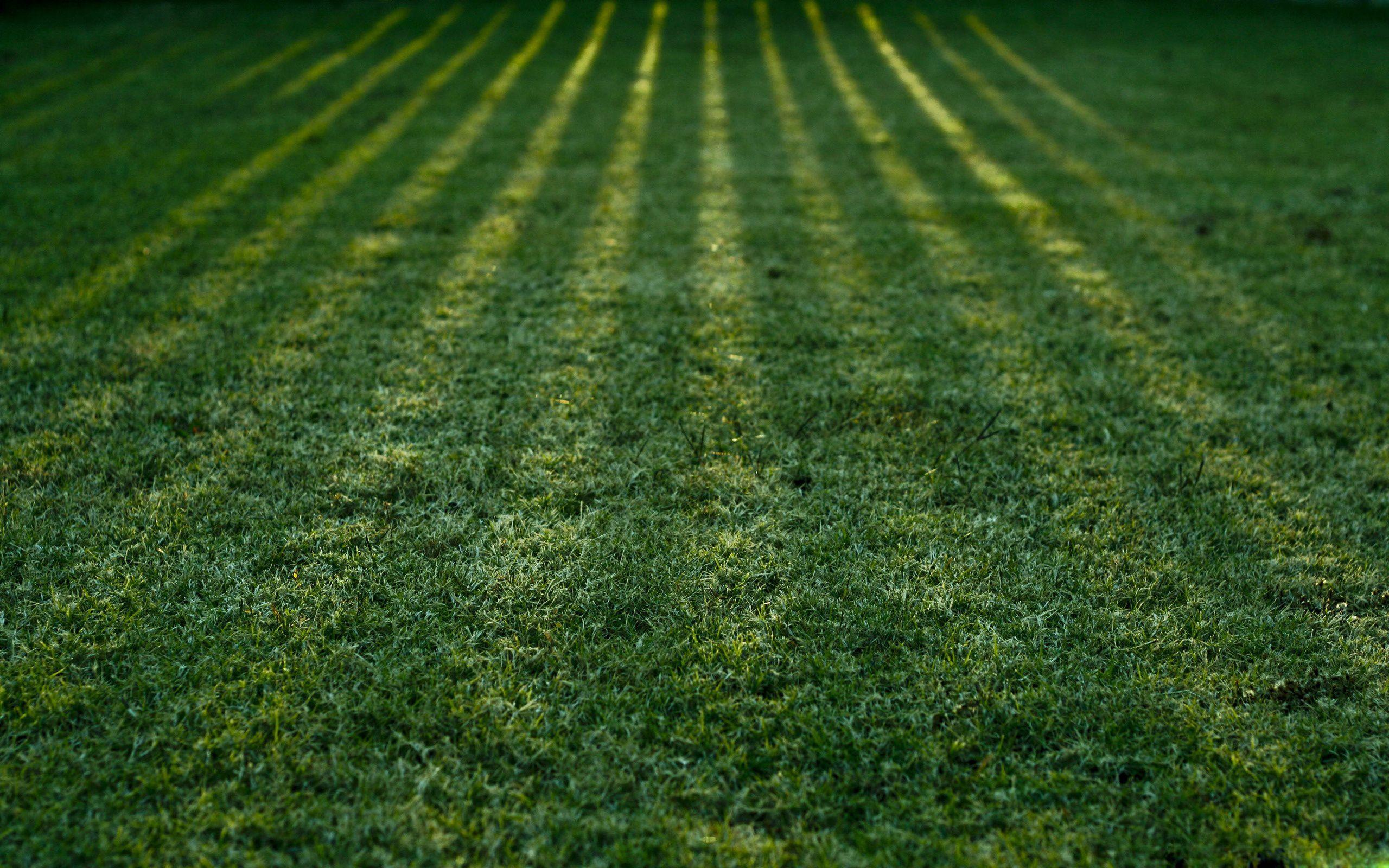 2560x1600 Grass Wallpaper