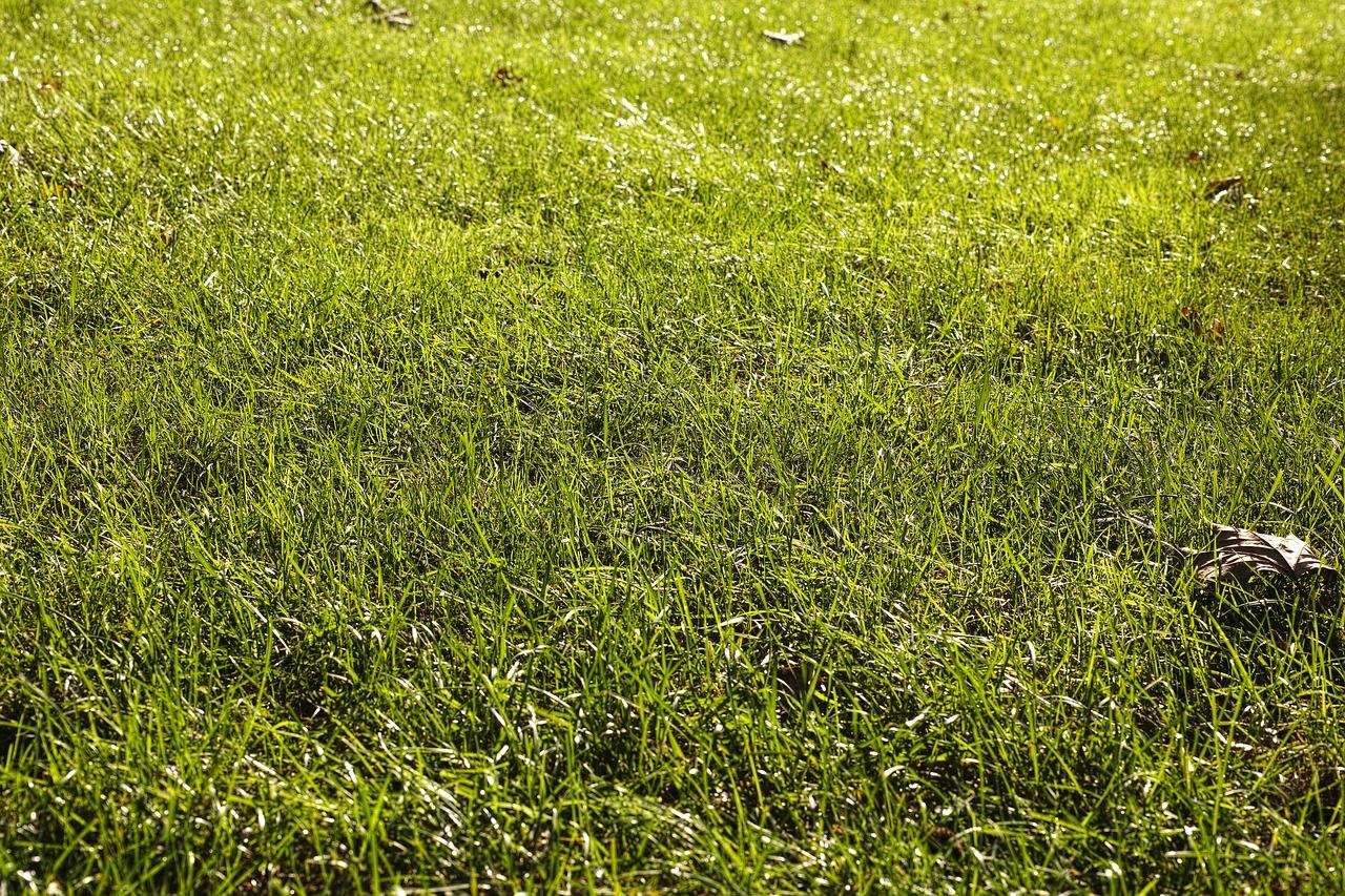 1280x853 Download free photo of Grass, ground, terry, plant, natural