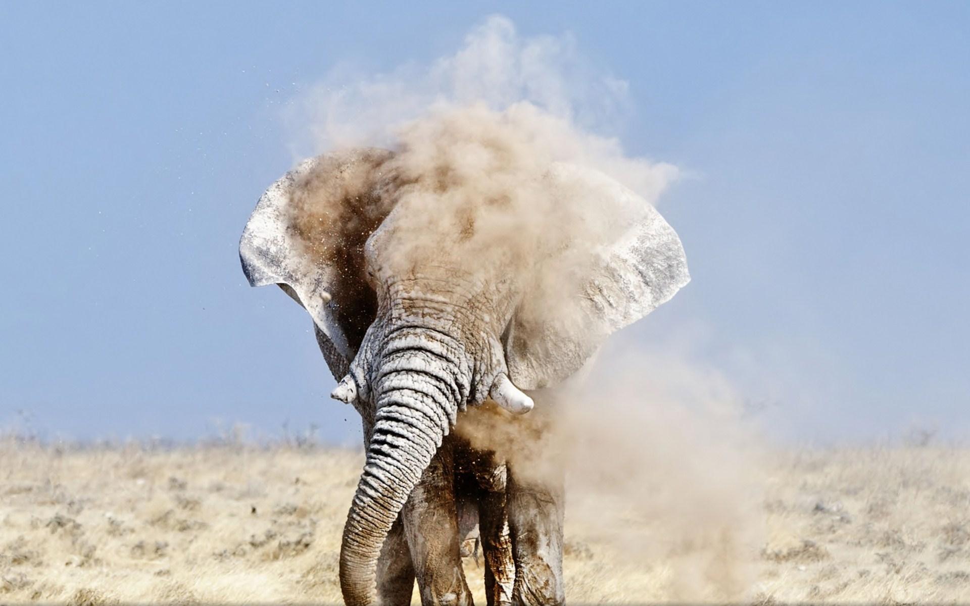1920x1200 African bush elephant HD Wallpaper