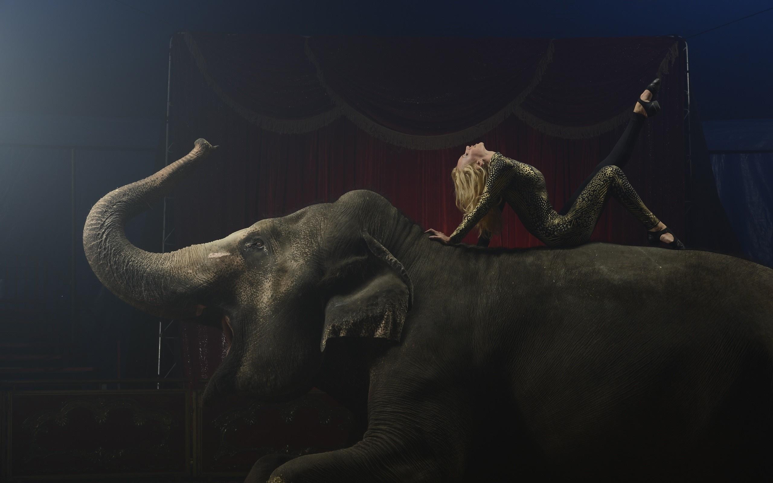 2560x1600 elephant, circus, ART, performance, darkness, screenshot, performing arts, elephants and mammoths Gallery HD Wallpaper