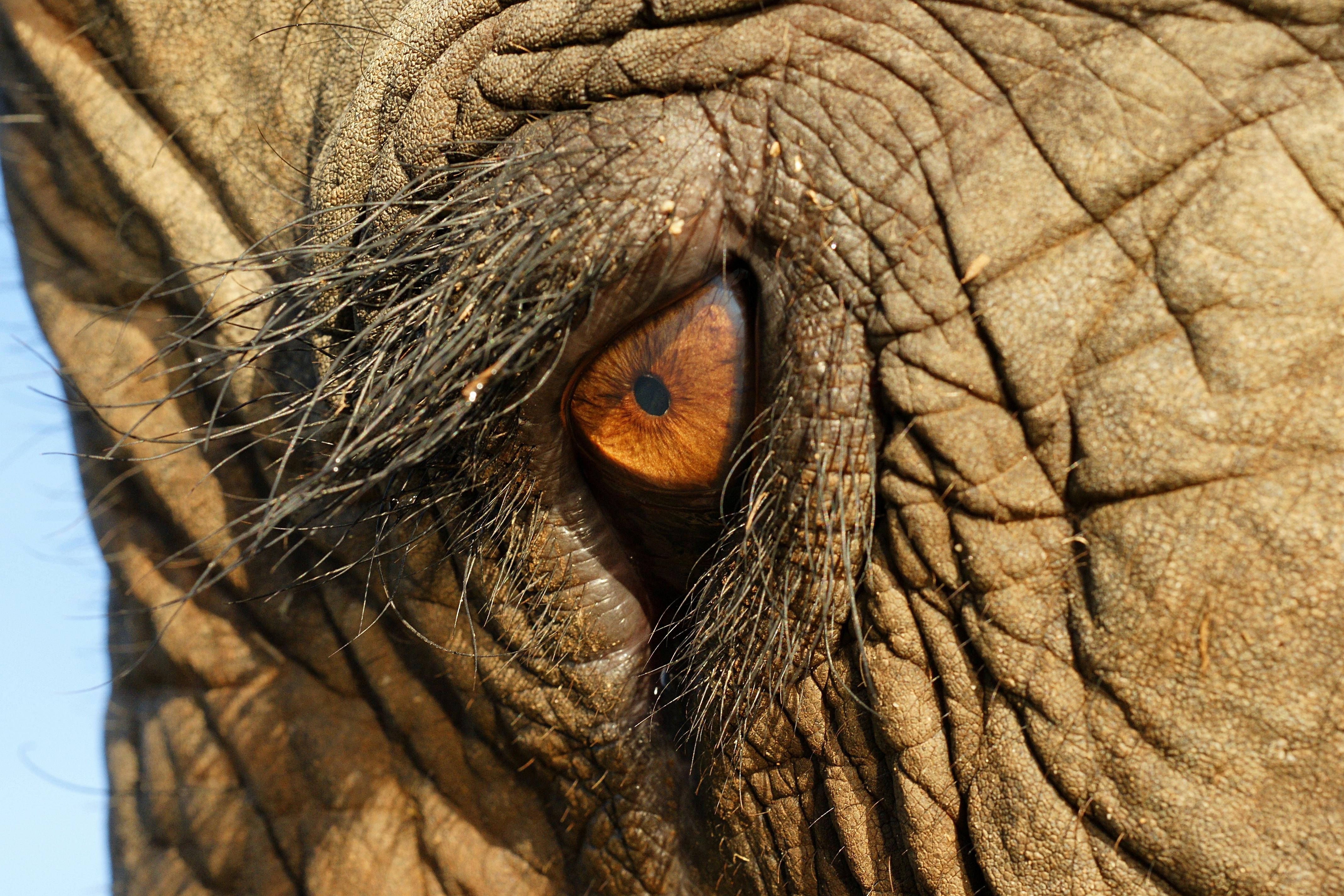 4275x2850 African bush elephant 4k Ultra HD Wallpaper