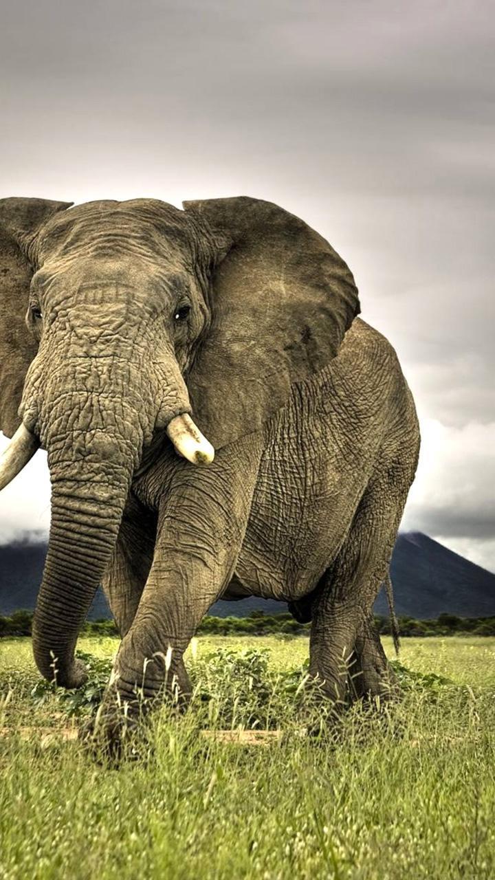 720x1280 HD Elephant Wallpaper New APK for Android Download