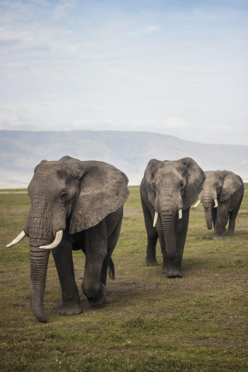 1000x1500 three elephants walking on grass field during day photo