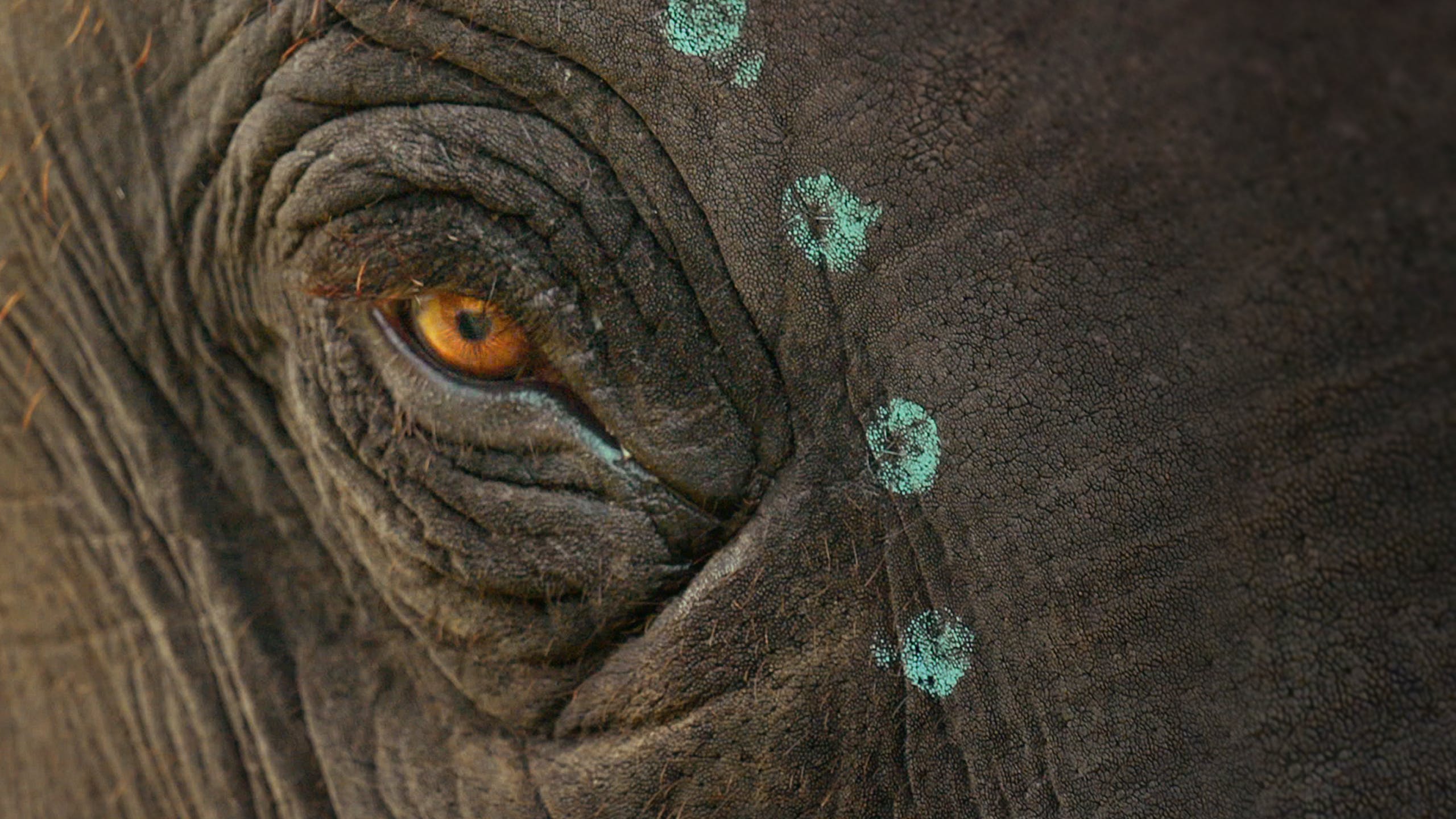 2560x1440 The Elephant Whisperers is a Moving Look at Found Family