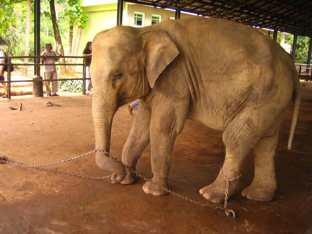 1024x768 Angry Elephant