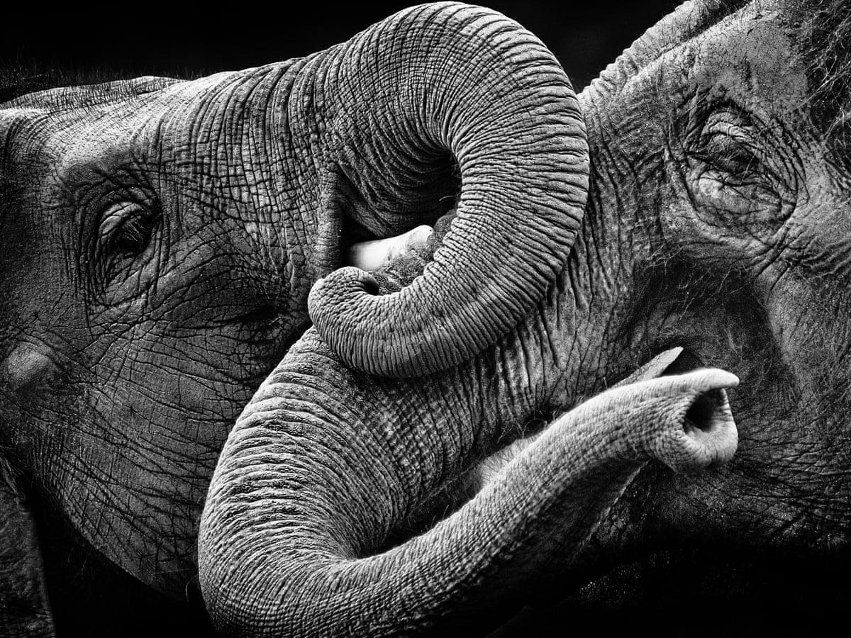 1200x900 If you were an elephant
