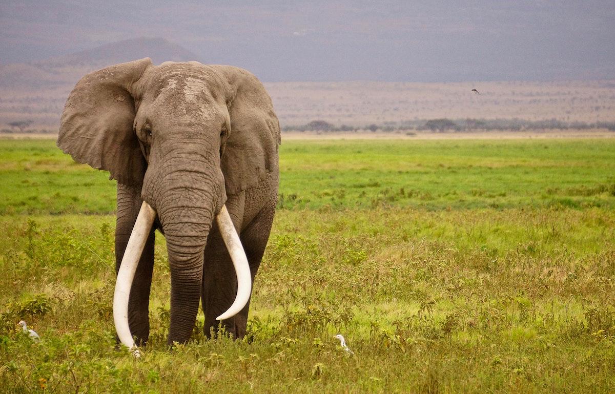 1200x769 Elephant Image. Free HD Background, PNGs, Vectors & Illustrations