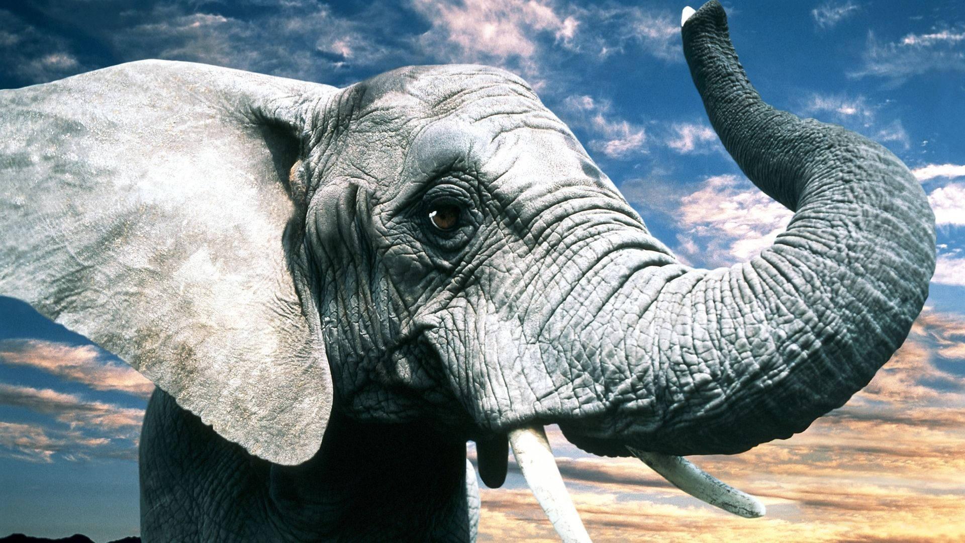 1920x1080 Free Elephant HD Wallpaper Downloads, Elephant HD Wallpaper for FREE