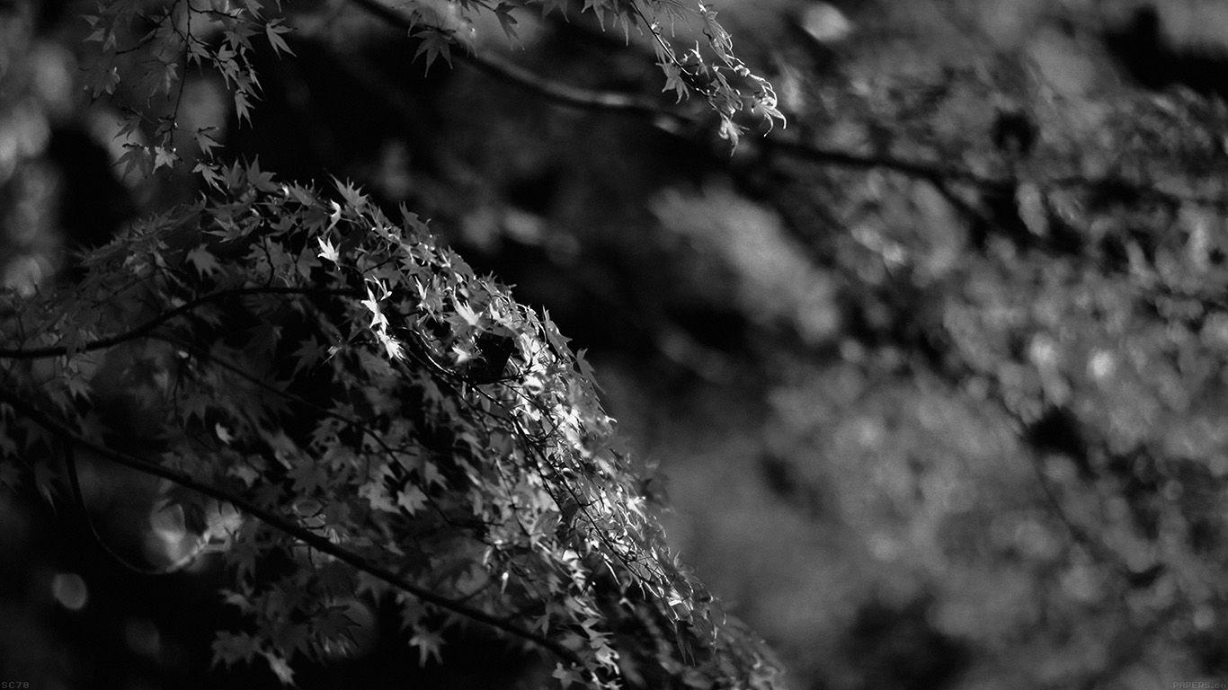 1366x768 wallpaper for desktop, laptop. japanese maple tree fall nature