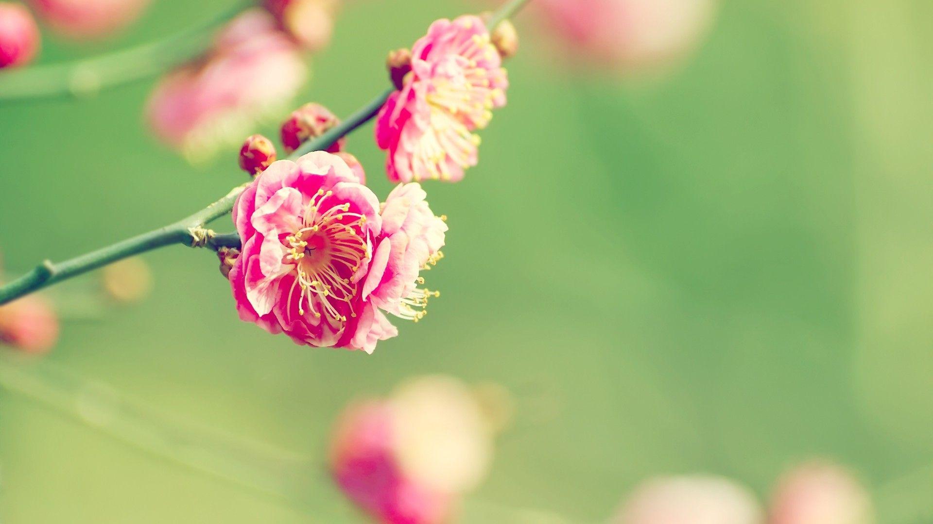 1920x1080 Apricot Japanese Laptop Full HD 1080P HD 4k Wallpaper