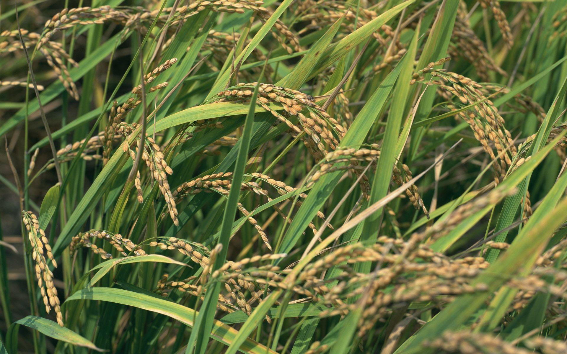 1920x1200 Grass, wallpaper, japanese, screen, desktops, background, designs