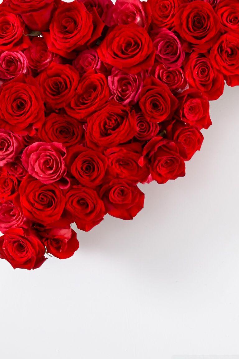 Iphone Wallpaper Hd Red Rose Iphone 5 iphone 5s iphone 5c iphone se