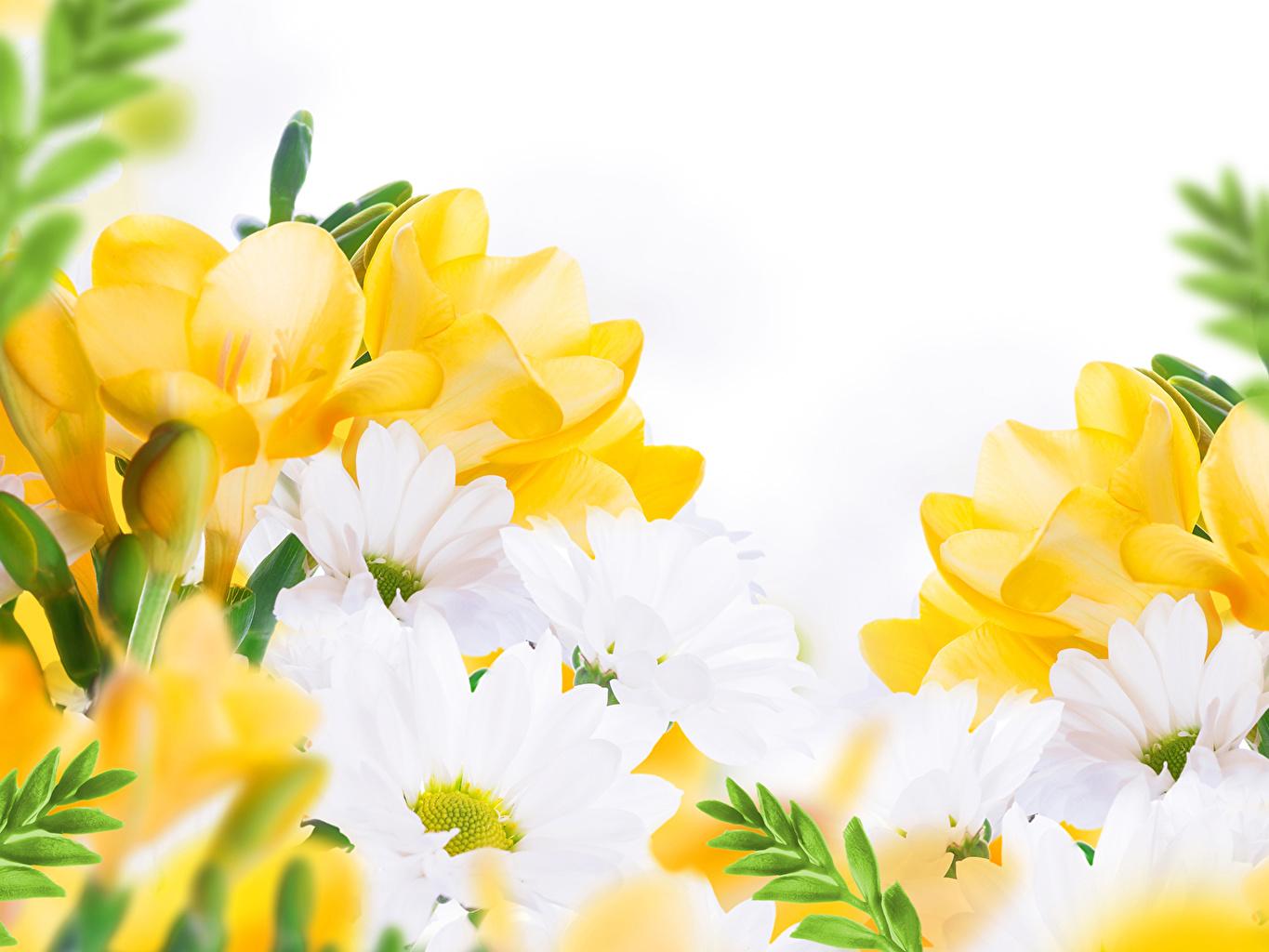 1365x1024 Photos Freesia Flowers Camomiles Closeup