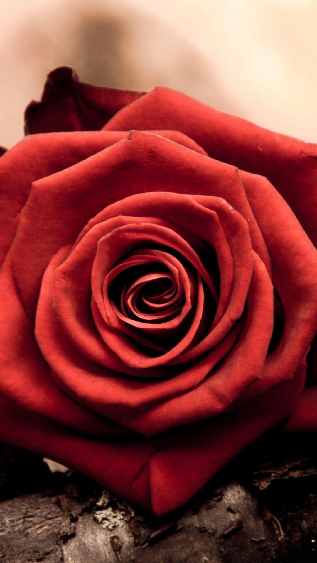 Red  Aesthetic Roses Wallpaper Download  MobCup