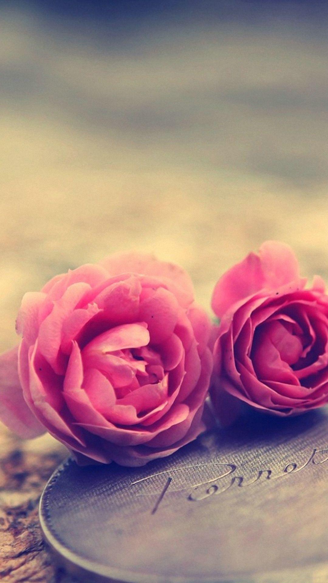Rose iPhone Wallpapers - Top Free Rose iPhone Backgrounds - WallpaperAccess