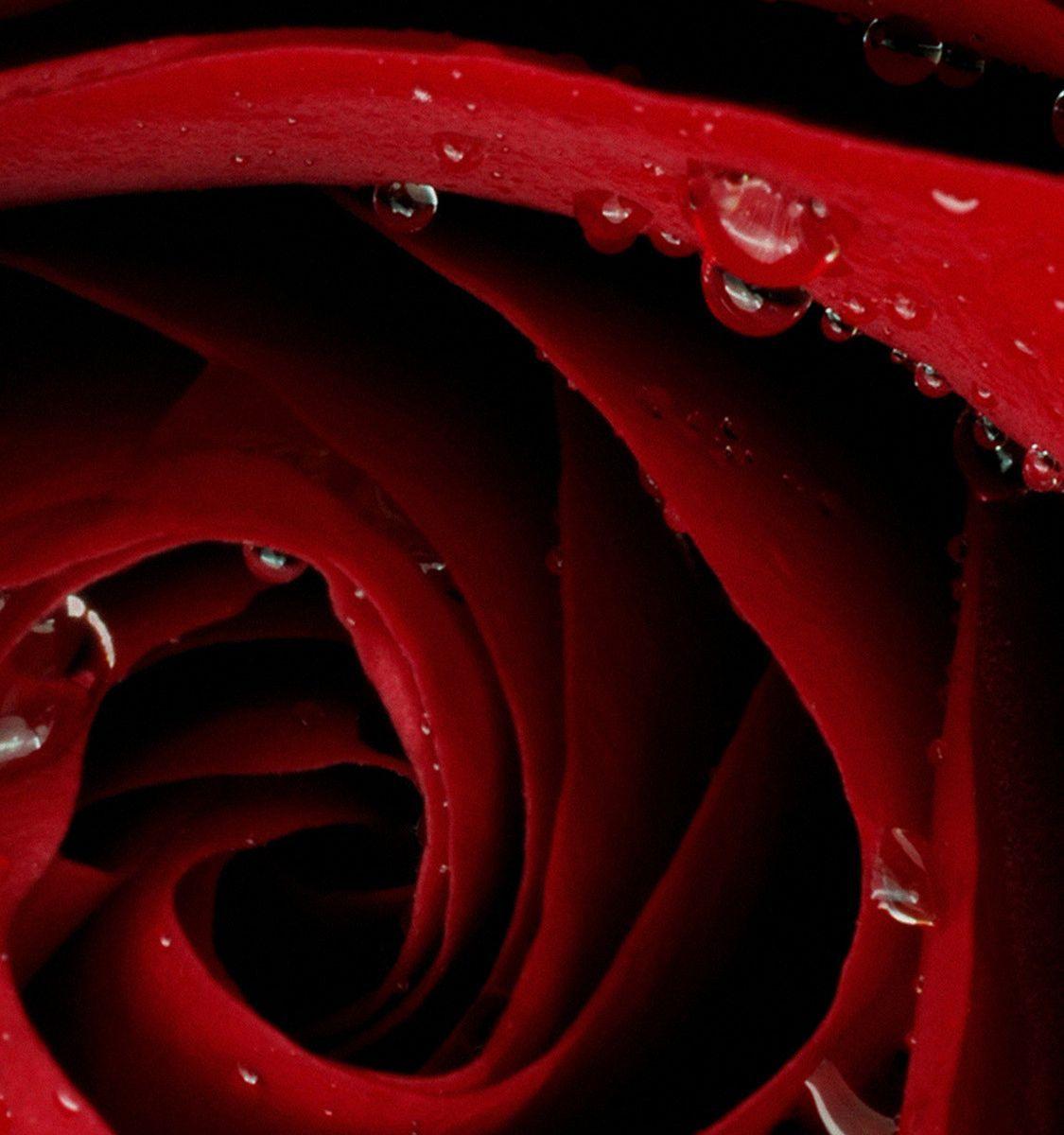 Iphone Dark Red Rose Wallpaper / We hope you enjoy our growing ...