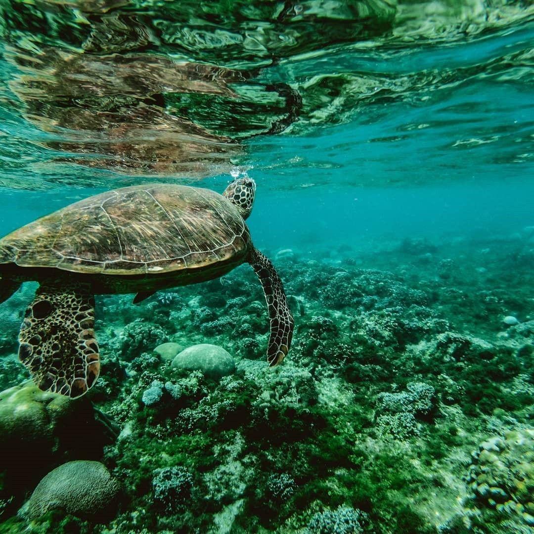 Turtle Photography iPhone Wallpapers - Top Free Turtle Photography