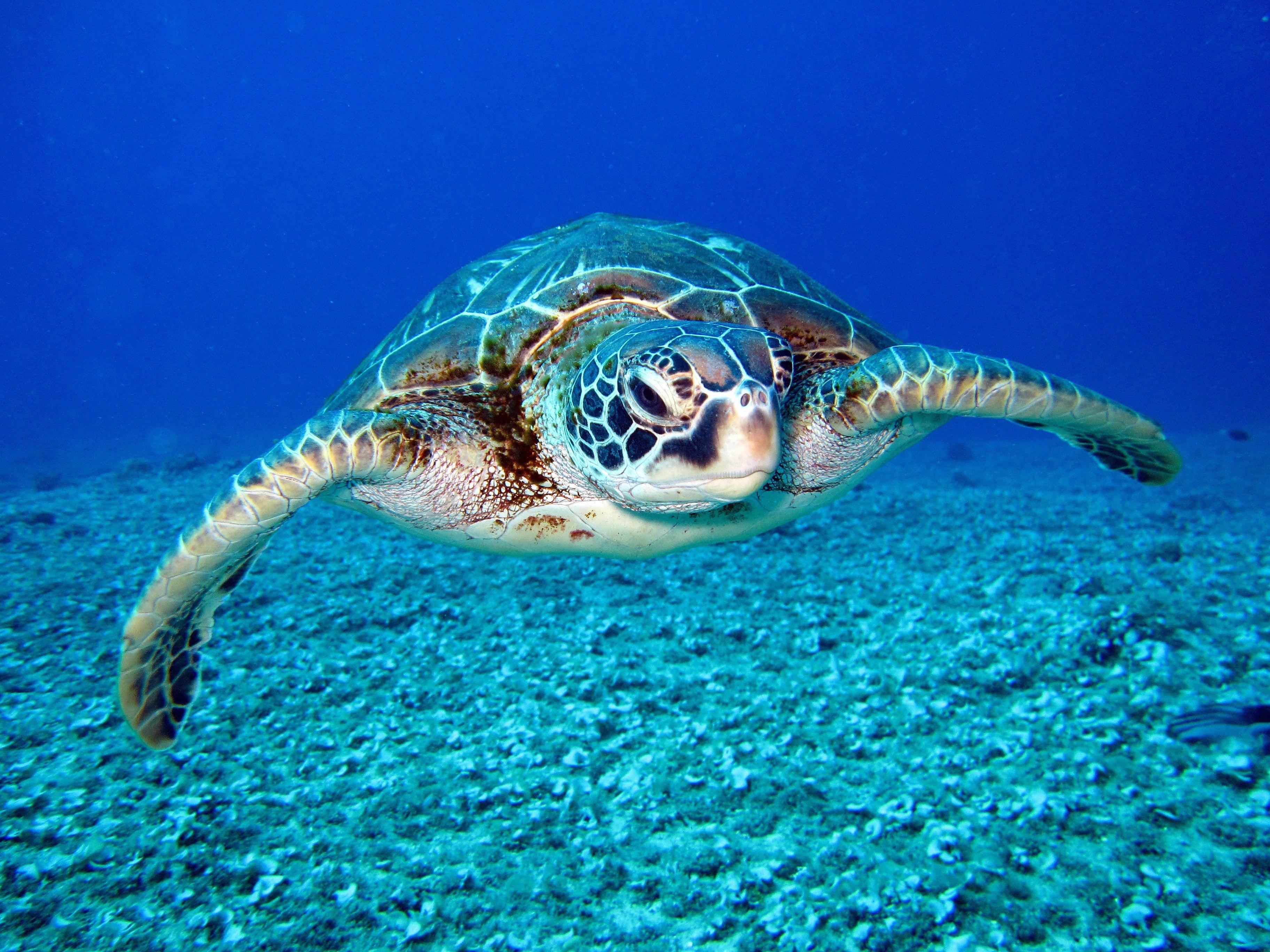 3648x2736 Beautiful Turtle Photo