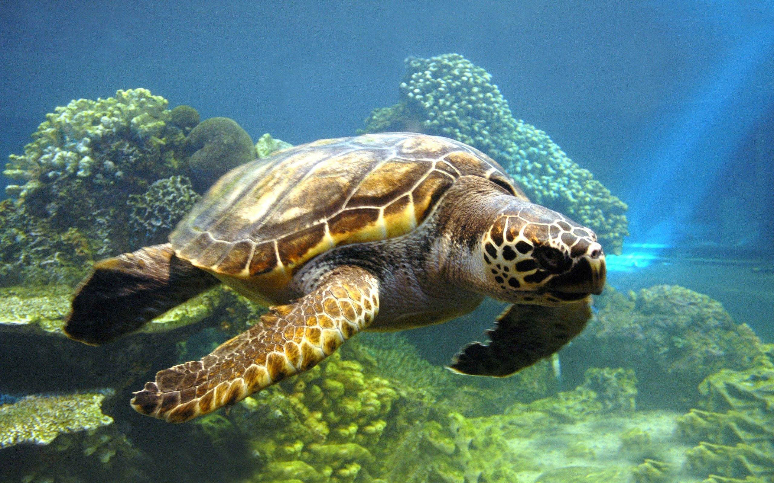 2560x1600 Free 3D Turtles Photography HD Wallpaper Download