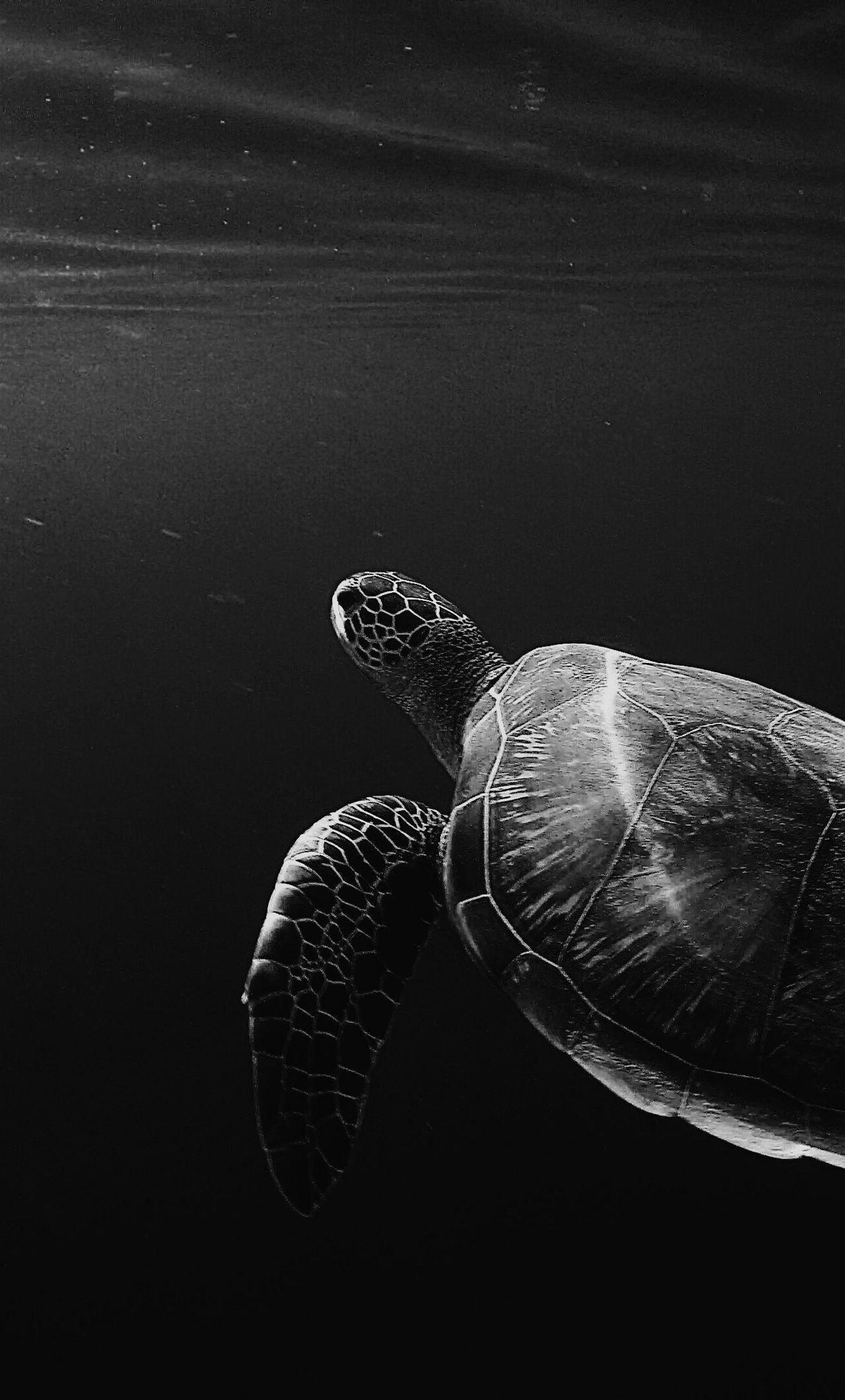 1280x2120 Turtle Oled 4k iPhone HD 4k Wallpaper, Image