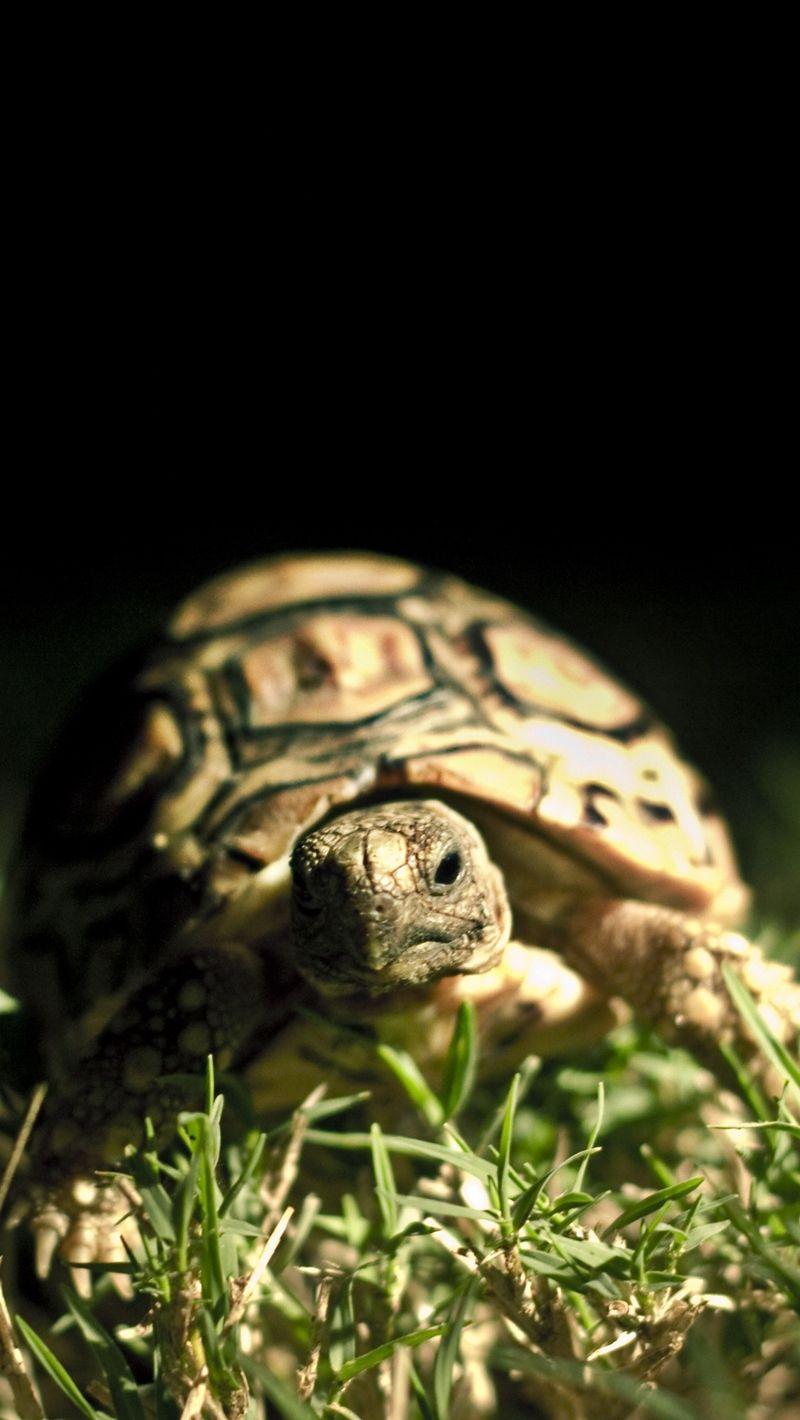 Turtle Photography iPhone Wallpapers - Top Free Turtle Photography