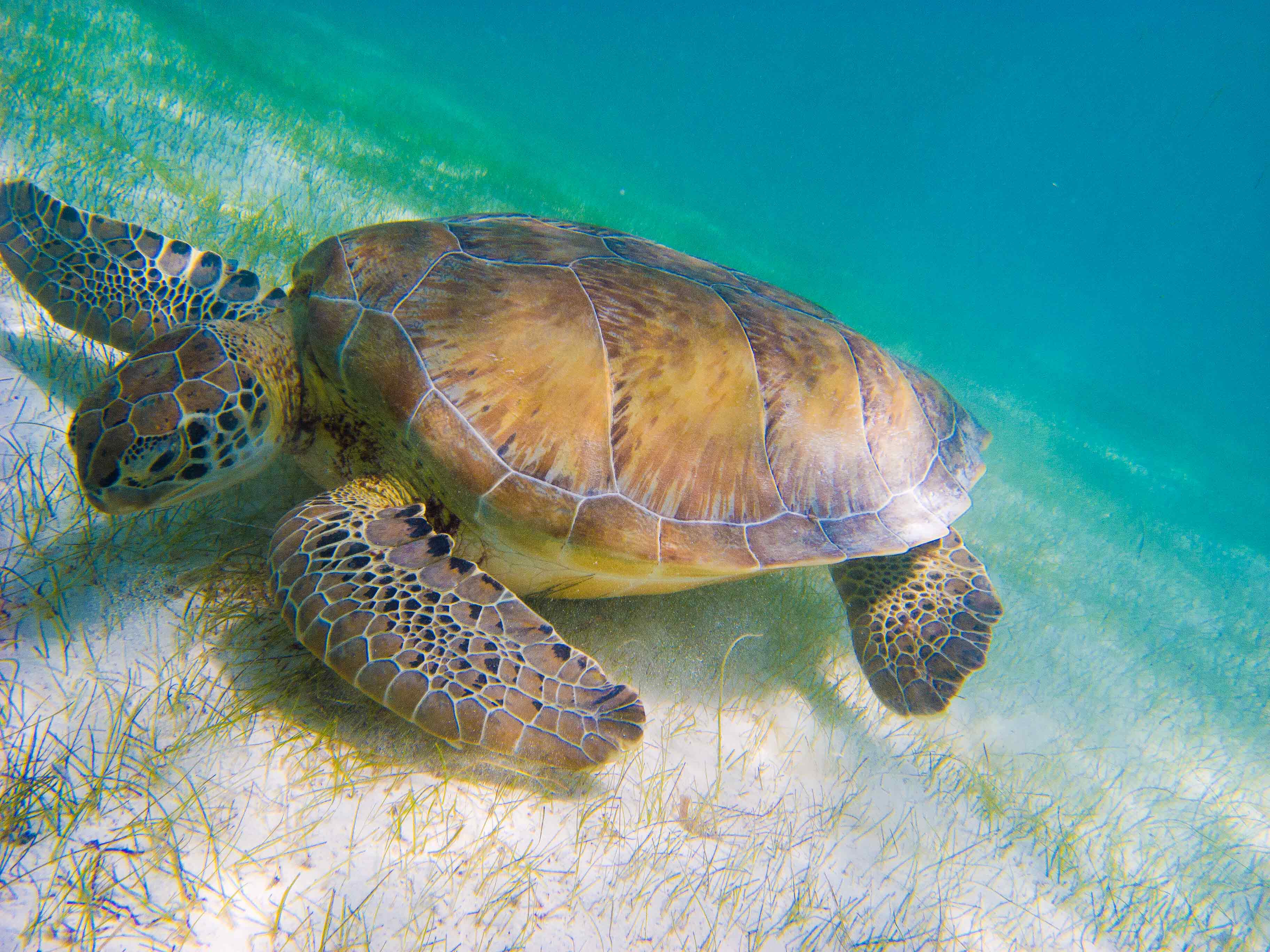 Turtle Photography iPhone Wallpapers - Top Free Turtle Photography ...