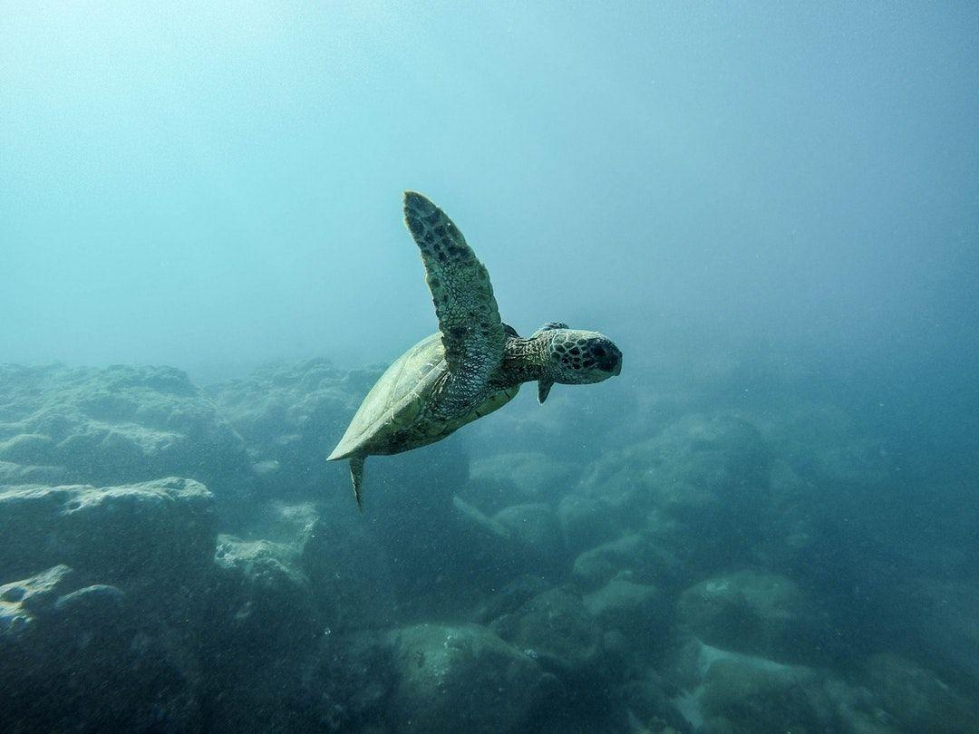 Turtle Photography iPhone Wallpapers - Top Free Turtle Photography ...