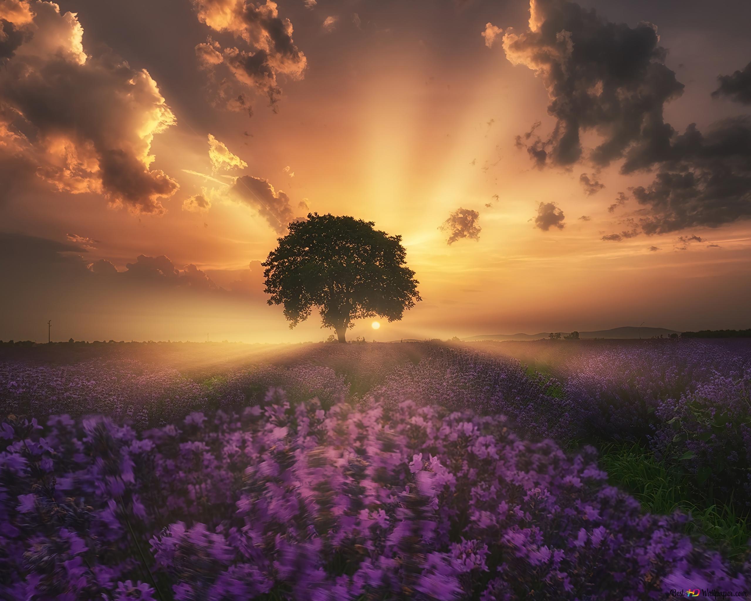 2560x2048 Lavendel Blumen Feld Sonnenaufgang Ansicht 4K Hintergrundbild Herunterladen