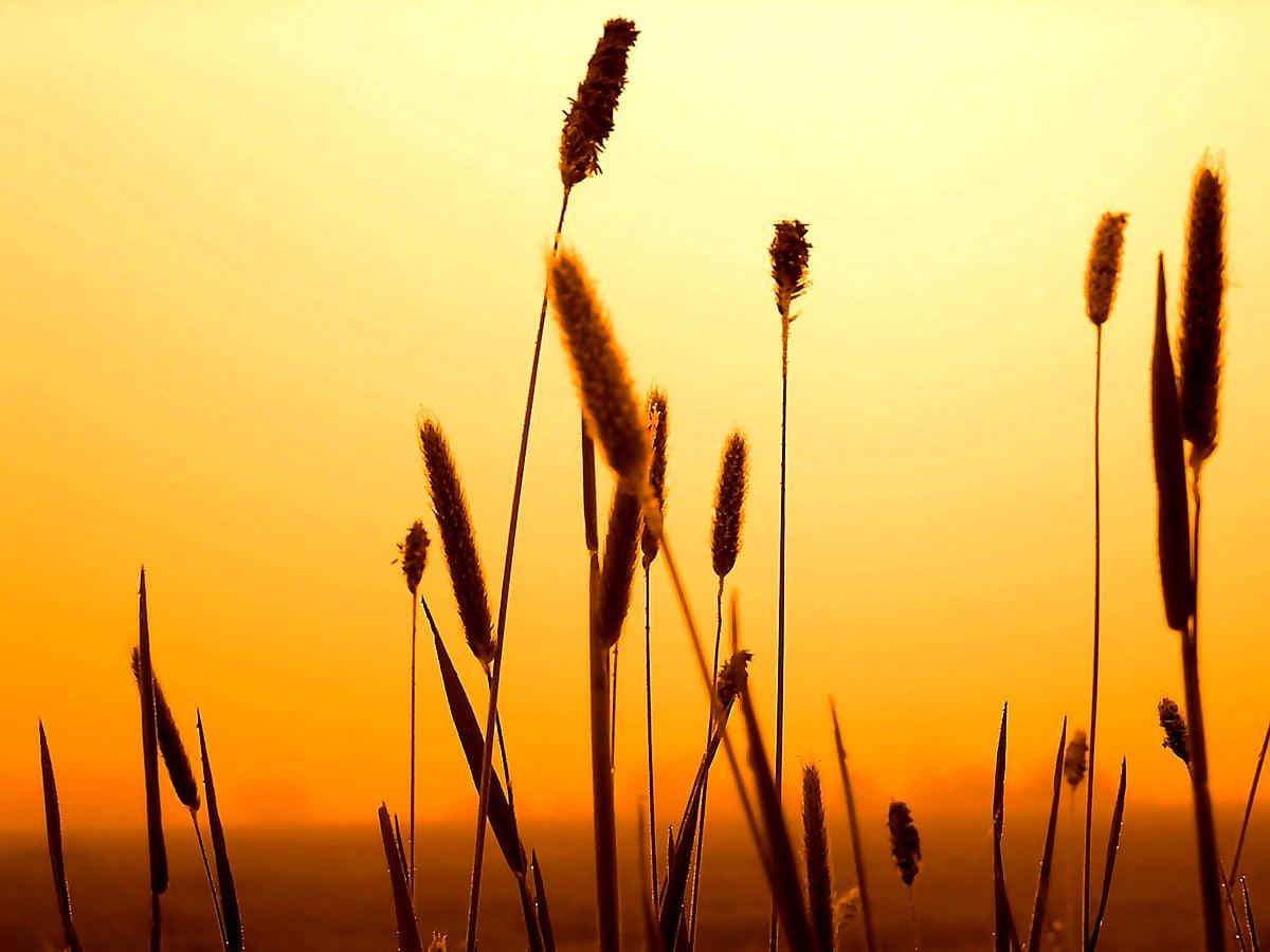 1200x900 Grüne, Natur, Sonnenuntergang Wallpaper. Download freie Wallpaper