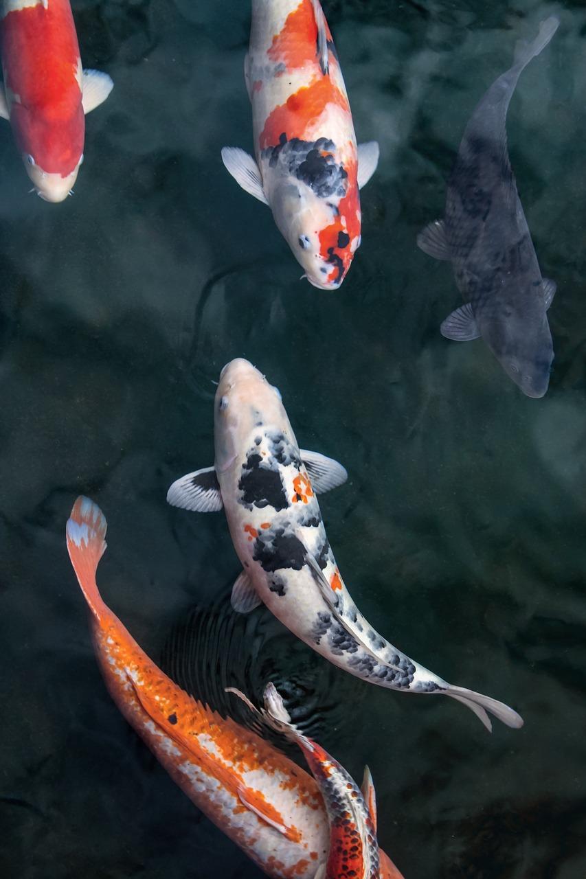 853x1280 Pez Koi Carpa gratis en Pixabay