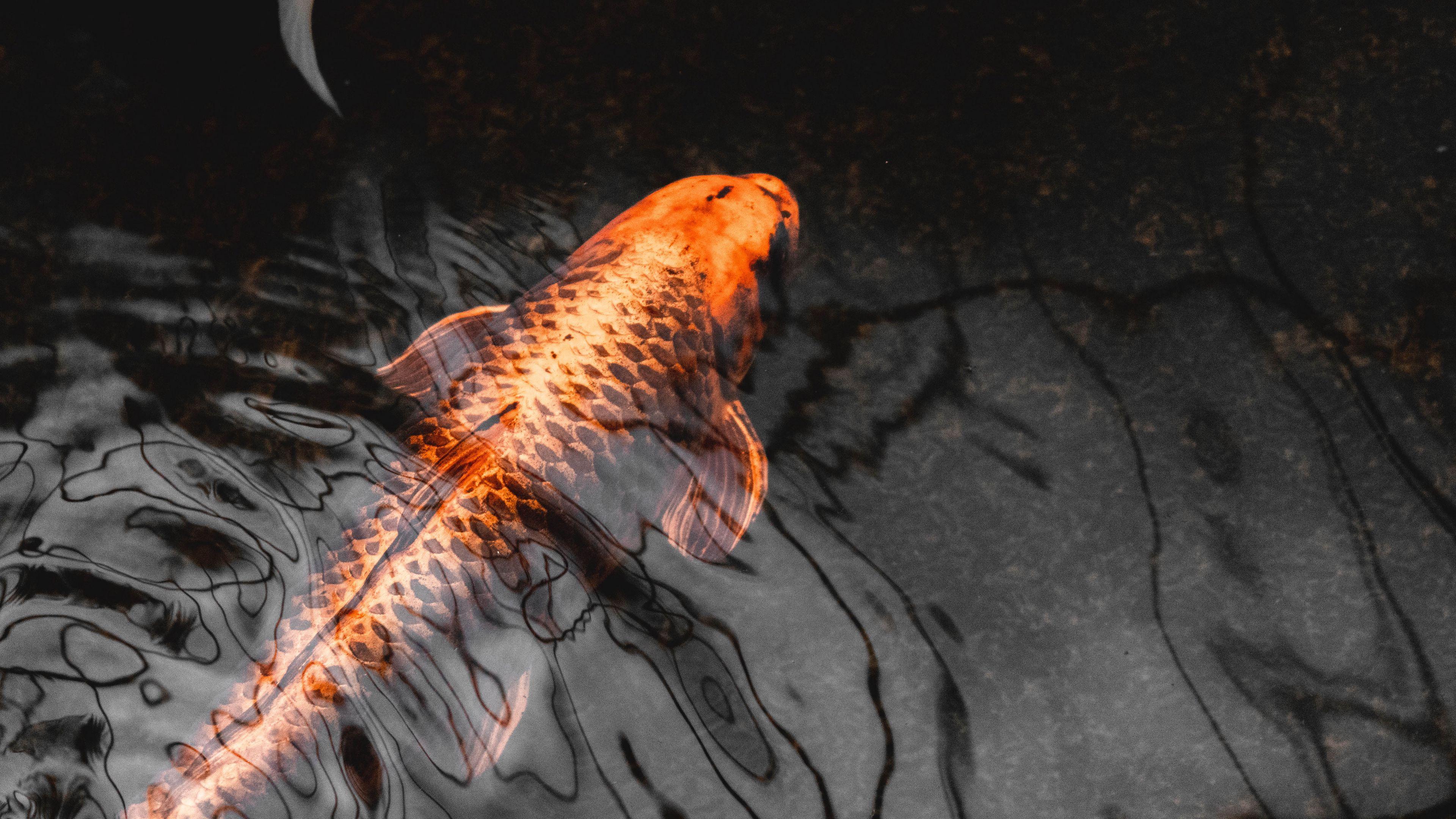 3840x2160 Wallpaper / koi, carp, fish, water, closeup, 4k free download